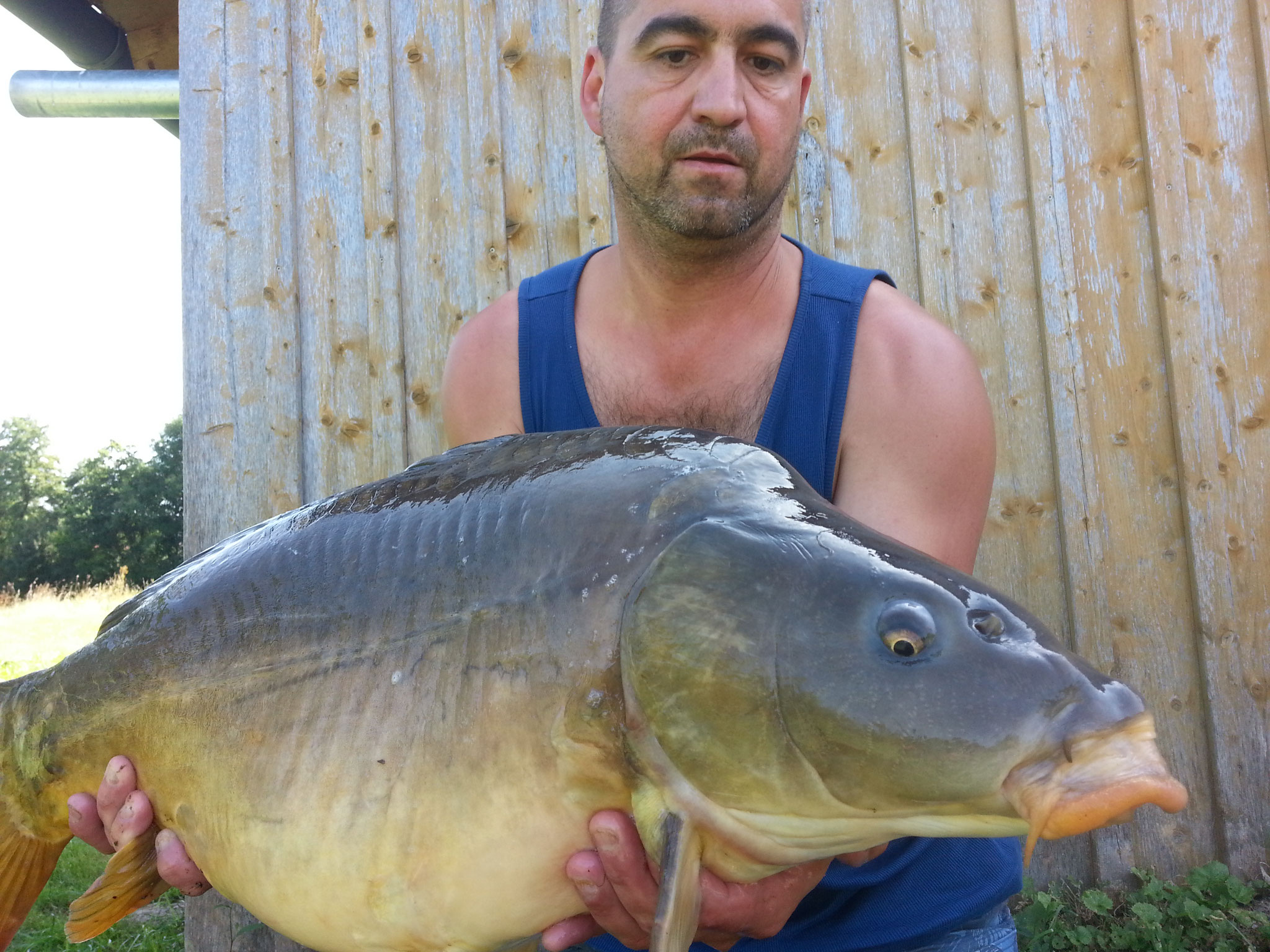 Karpfen, 21 Pfund, 78 cm