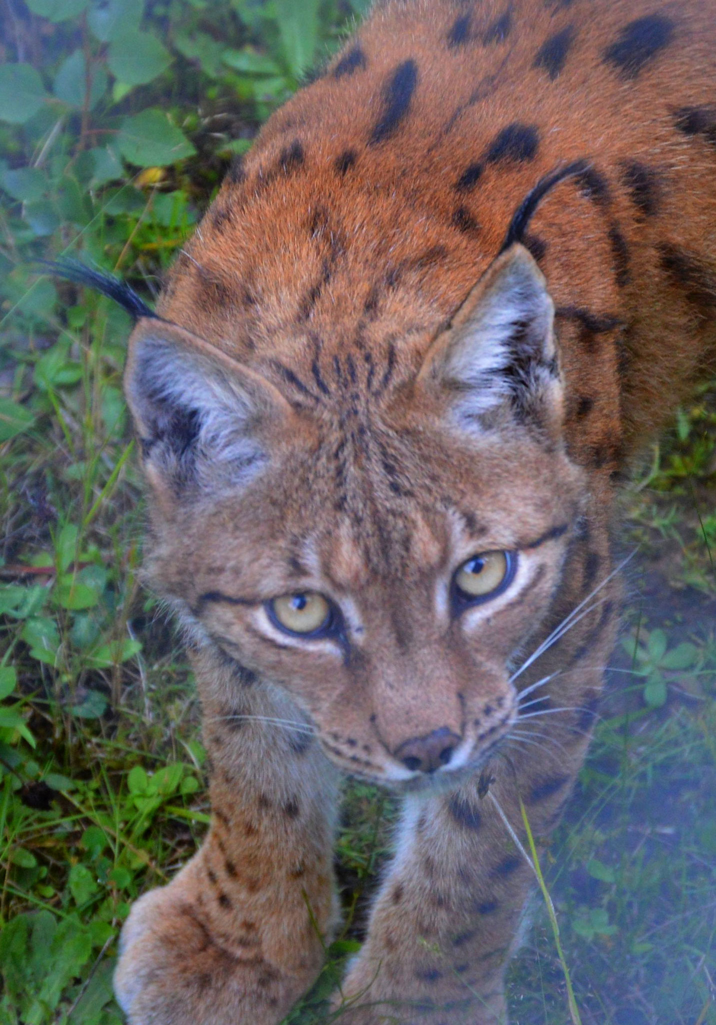 Haus zur Wildnis
