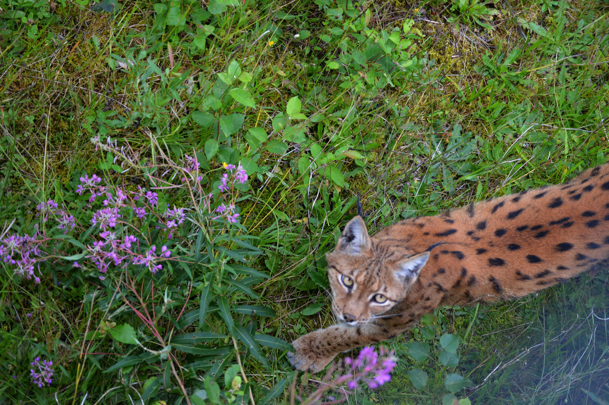 Haus zur Wildnis