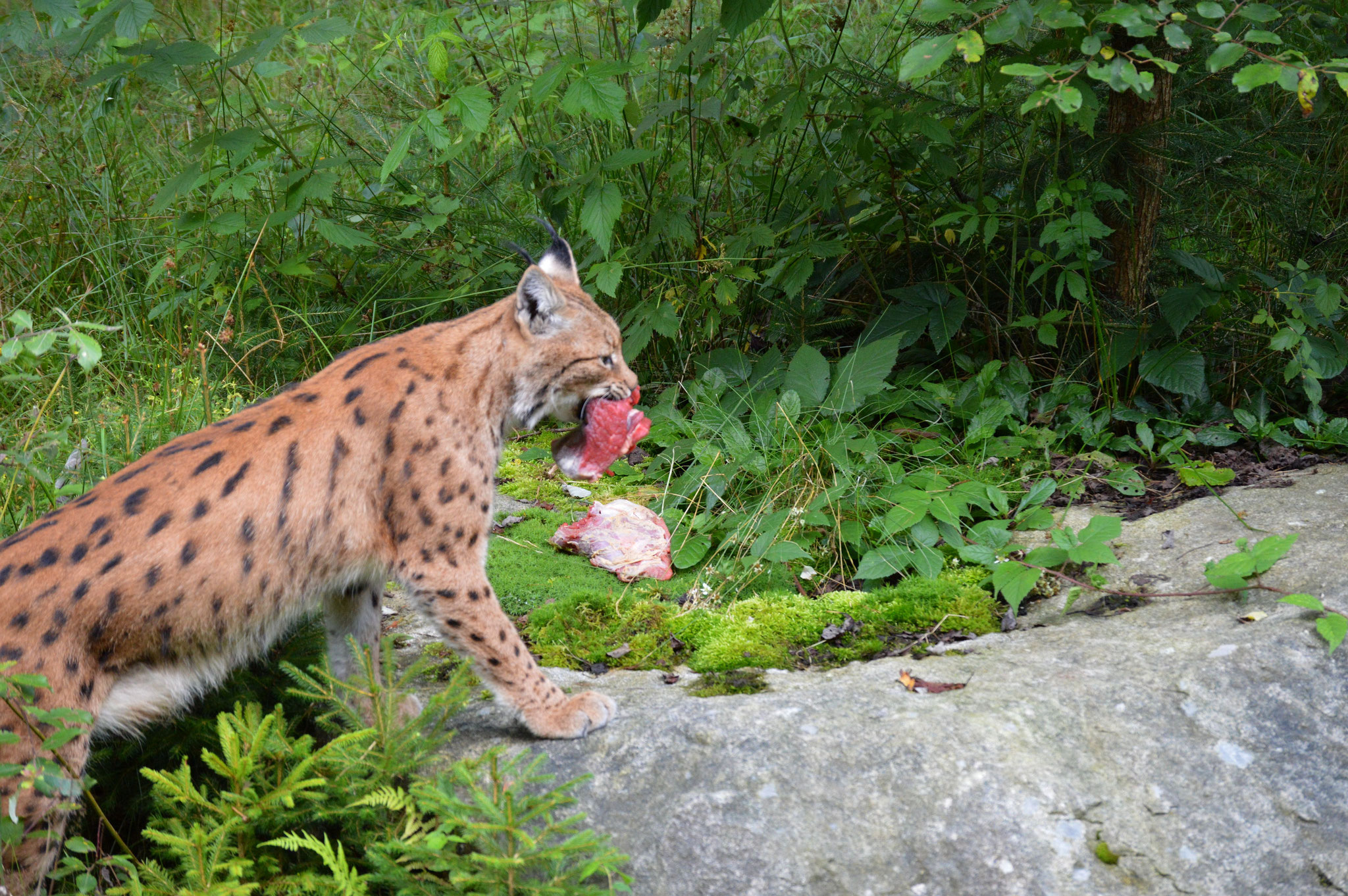 Haus zur Wildnis