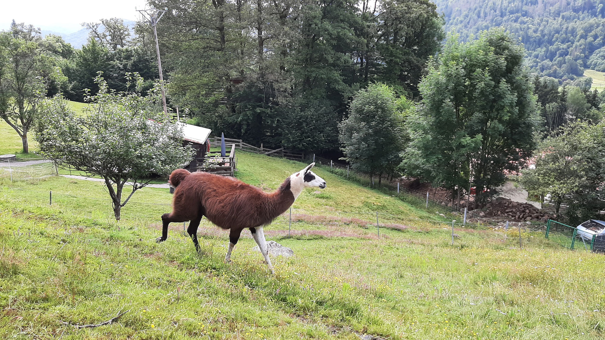 Cusco le Lama du Domaine du Châtelet-Vosges