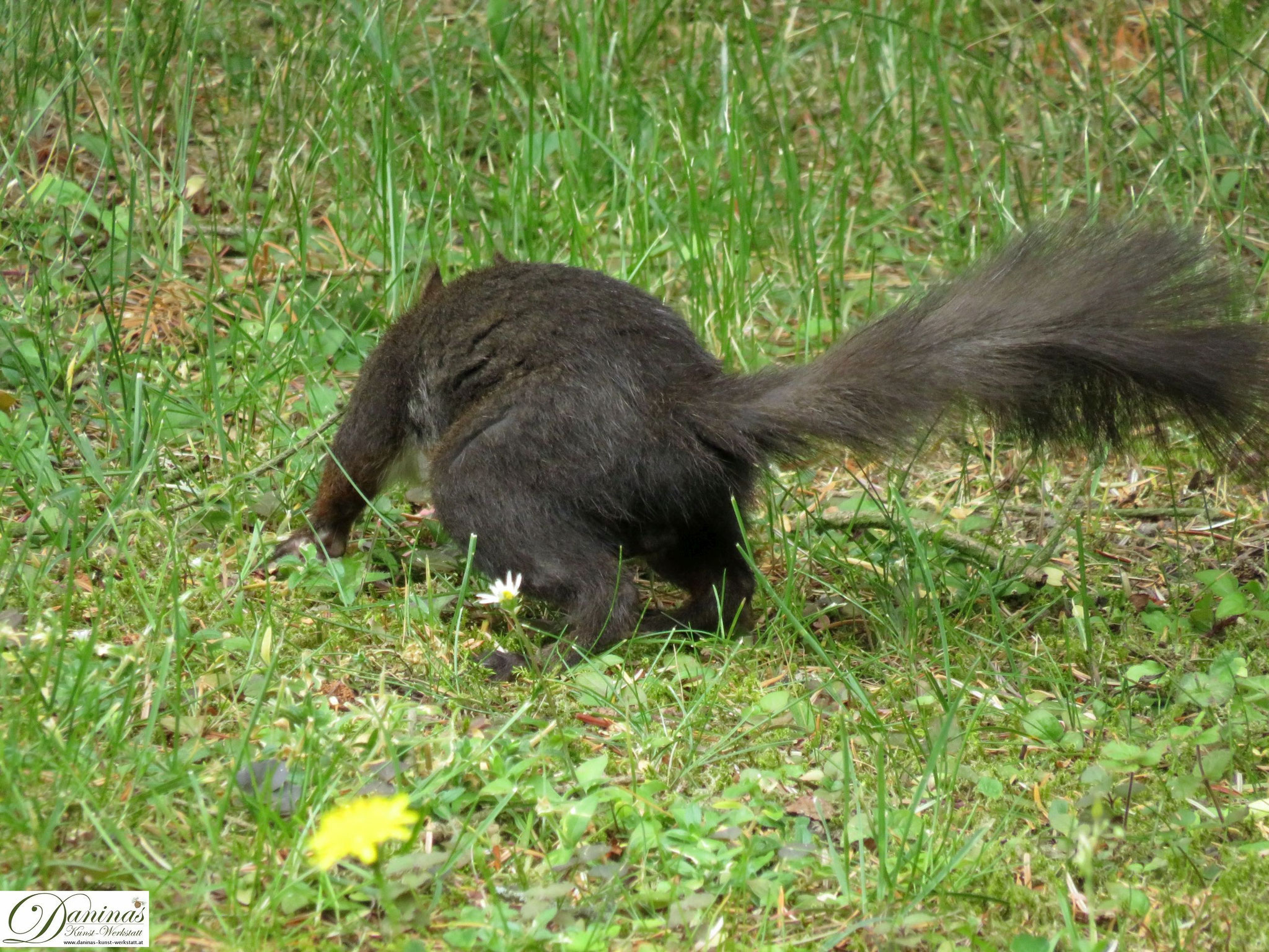Eichhörnchen im Garten - Daninas Kunst-Werkstatt