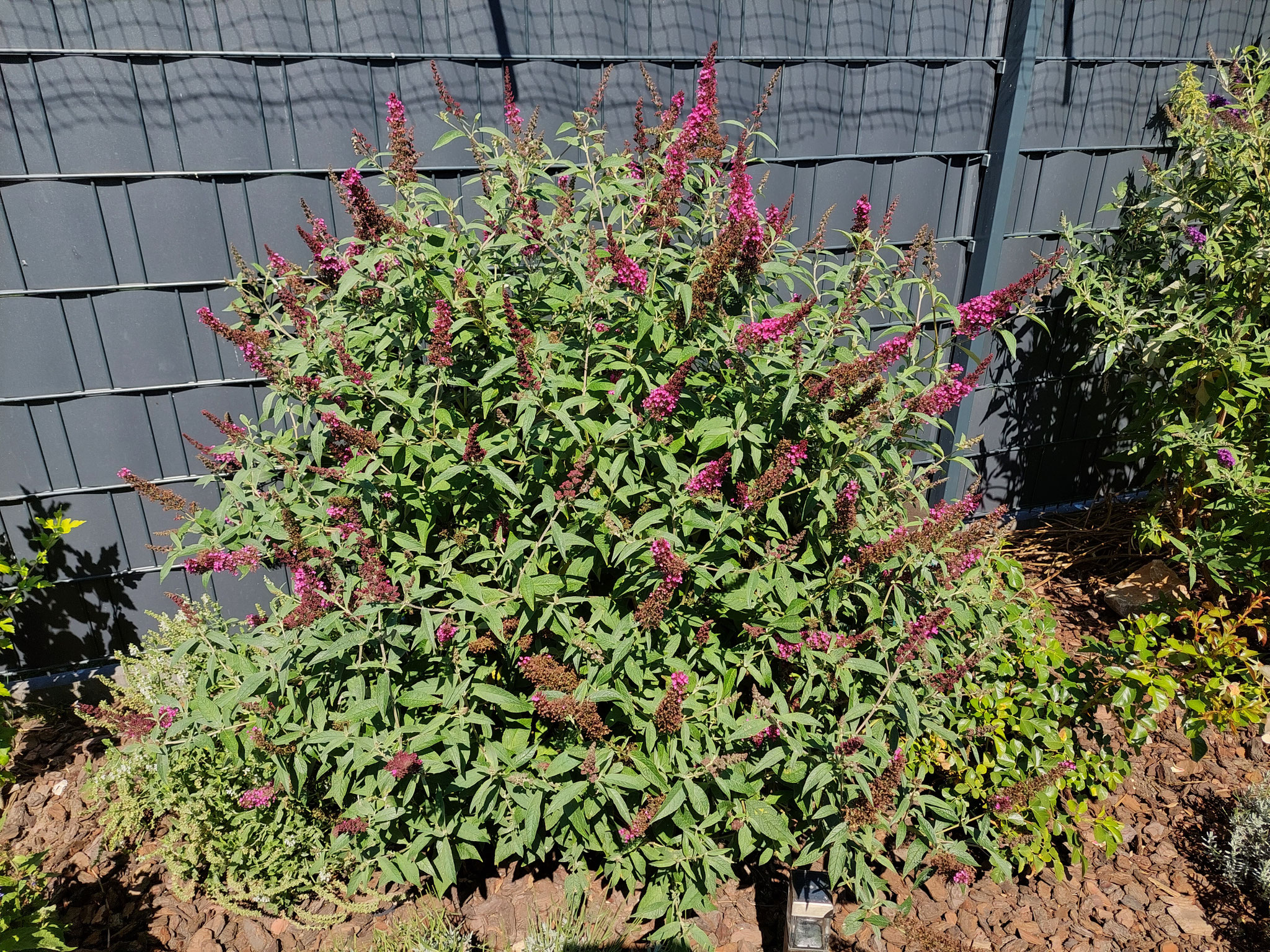 Buddleja - Sommerflieder