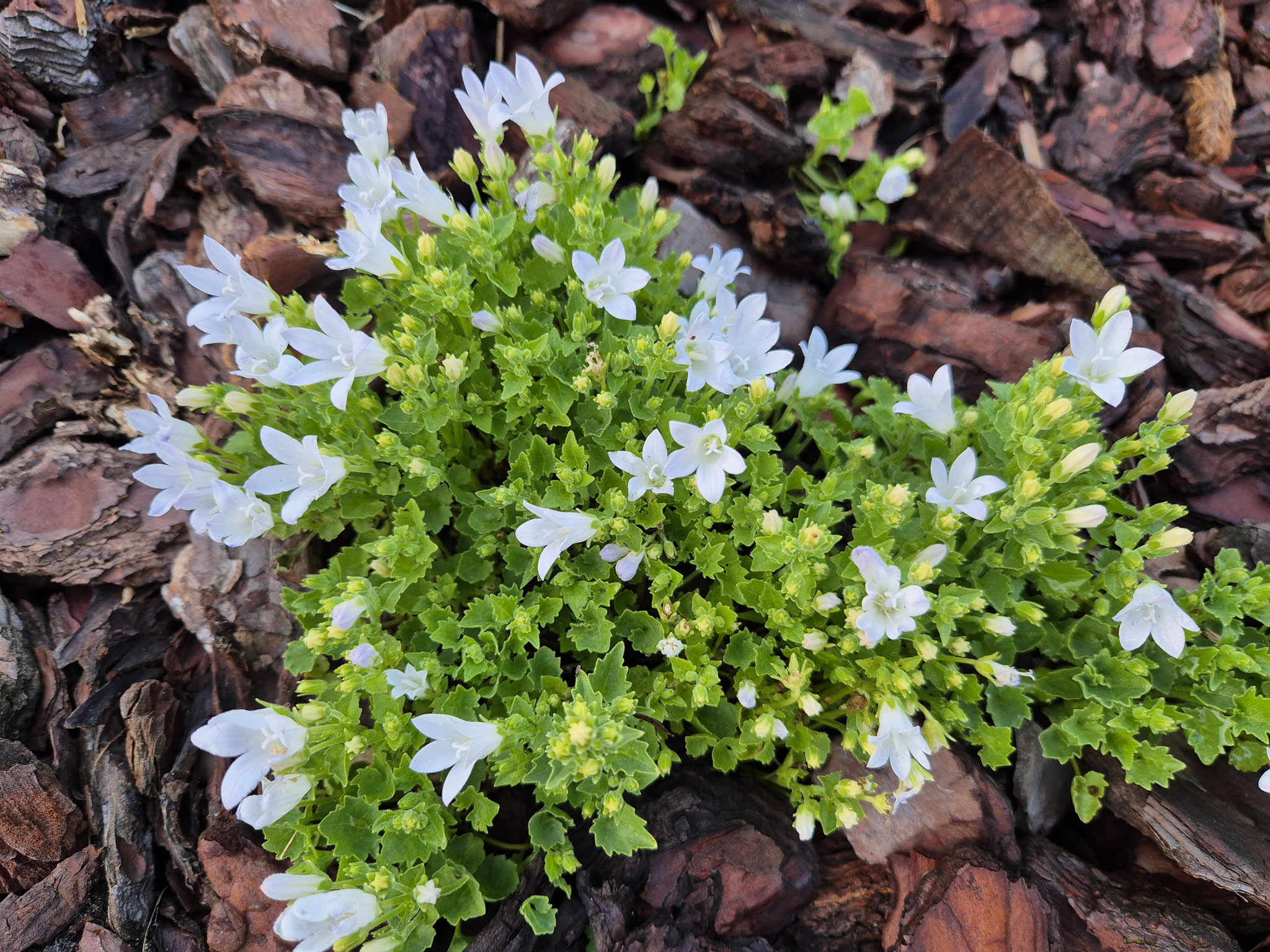Glockenblume weiß