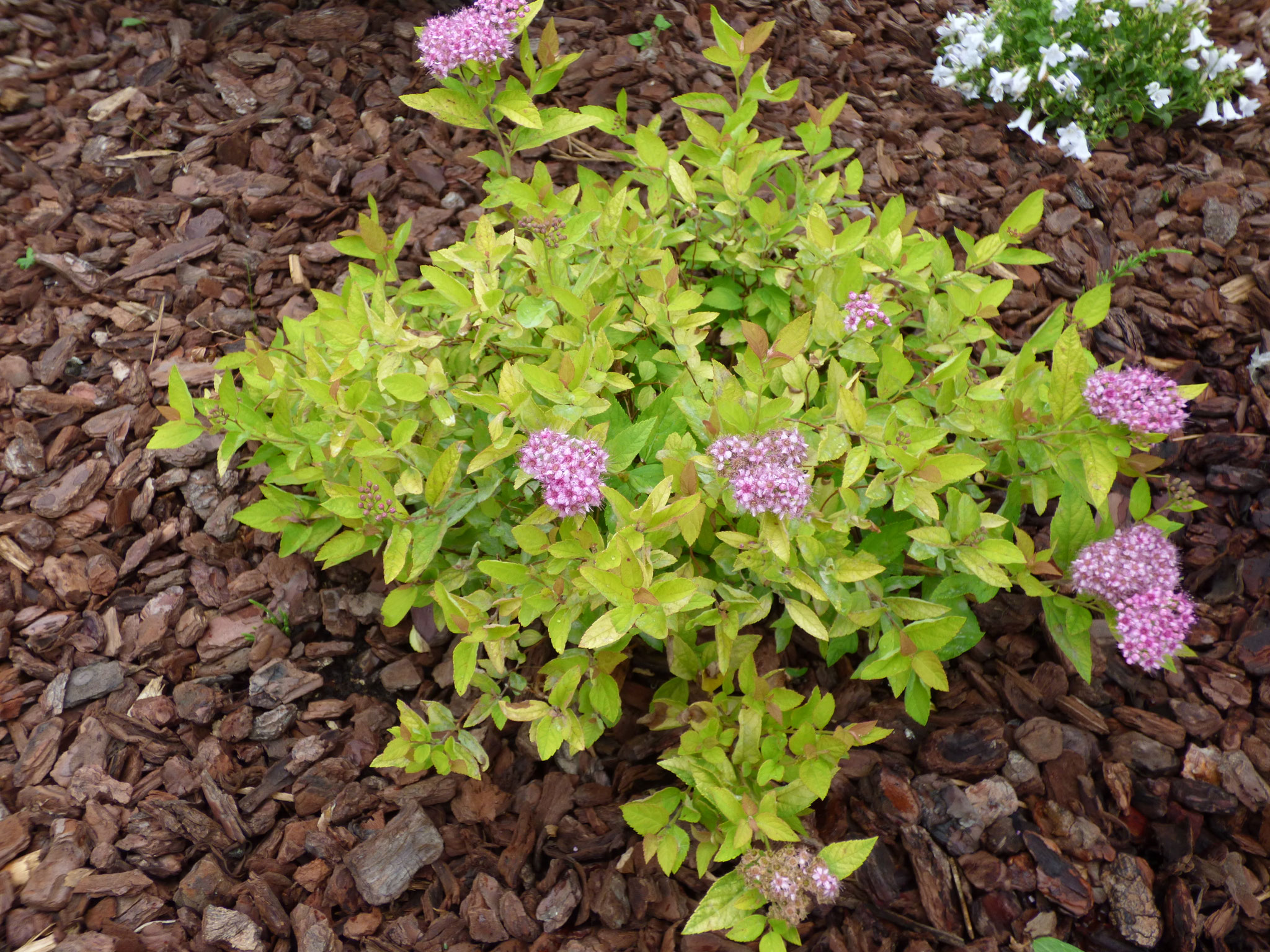Spirea - Spierstrauch
