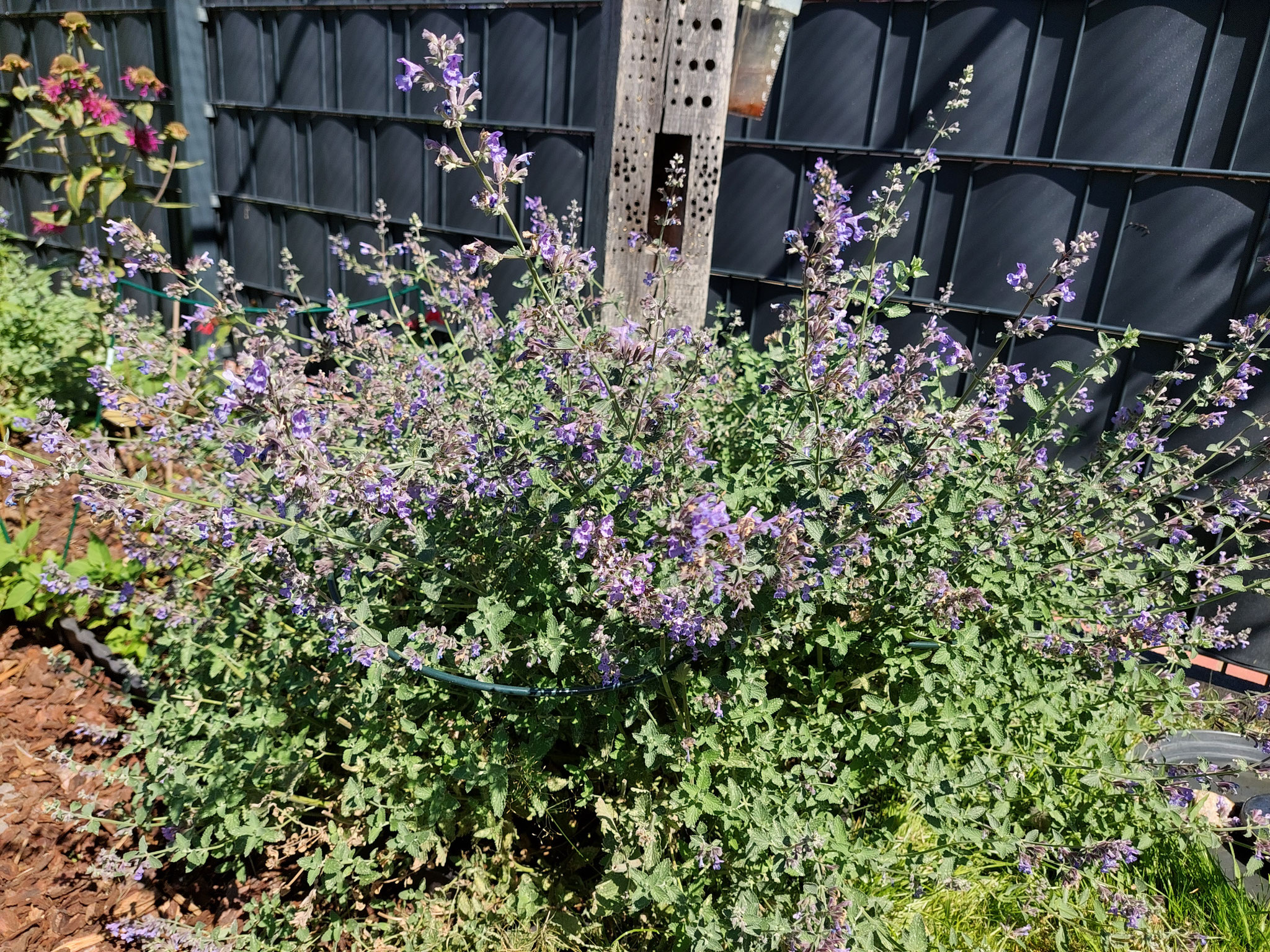 Nepeta - Katzenminze