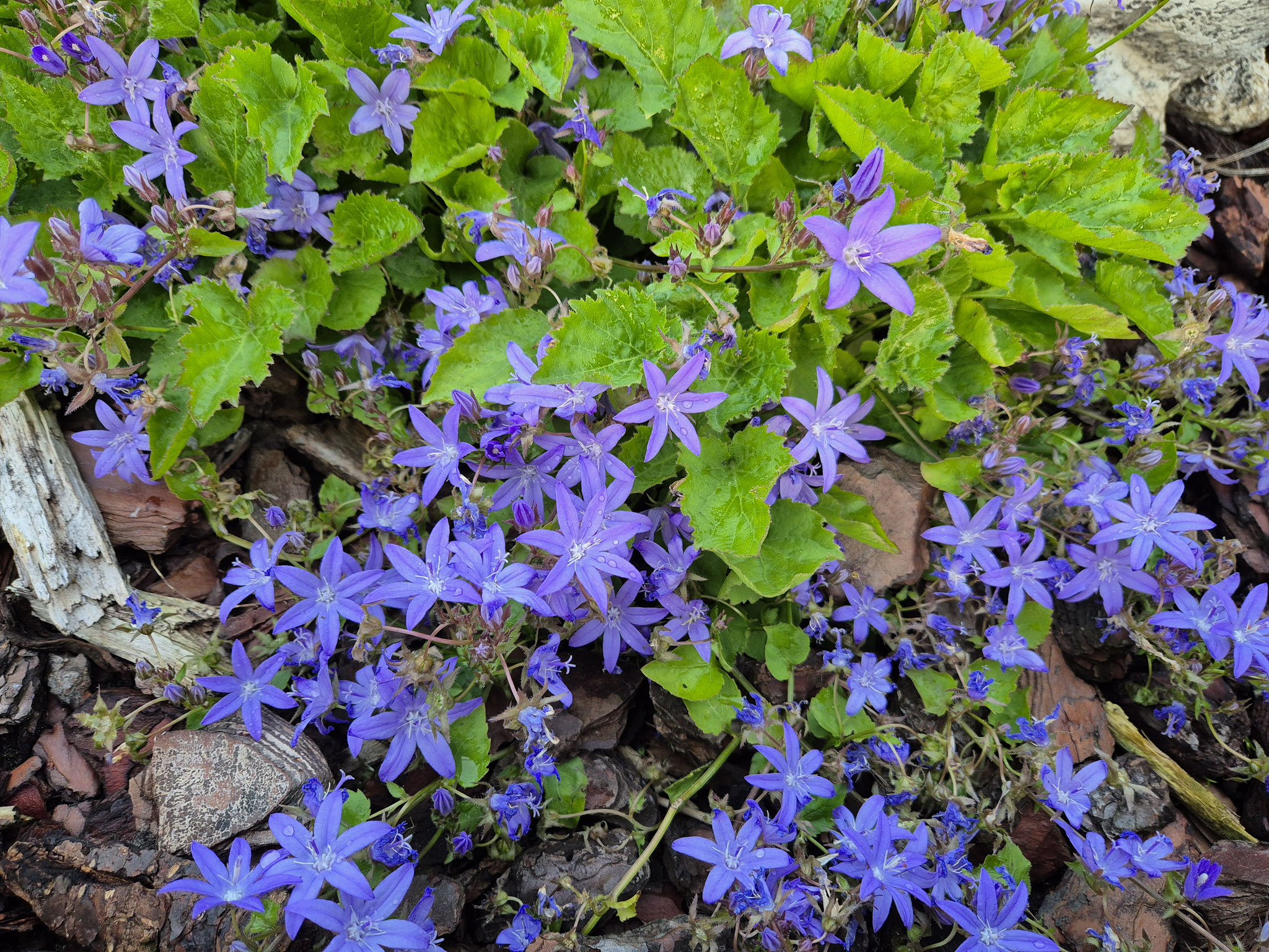 Sternenpolster-Glockenblume blau