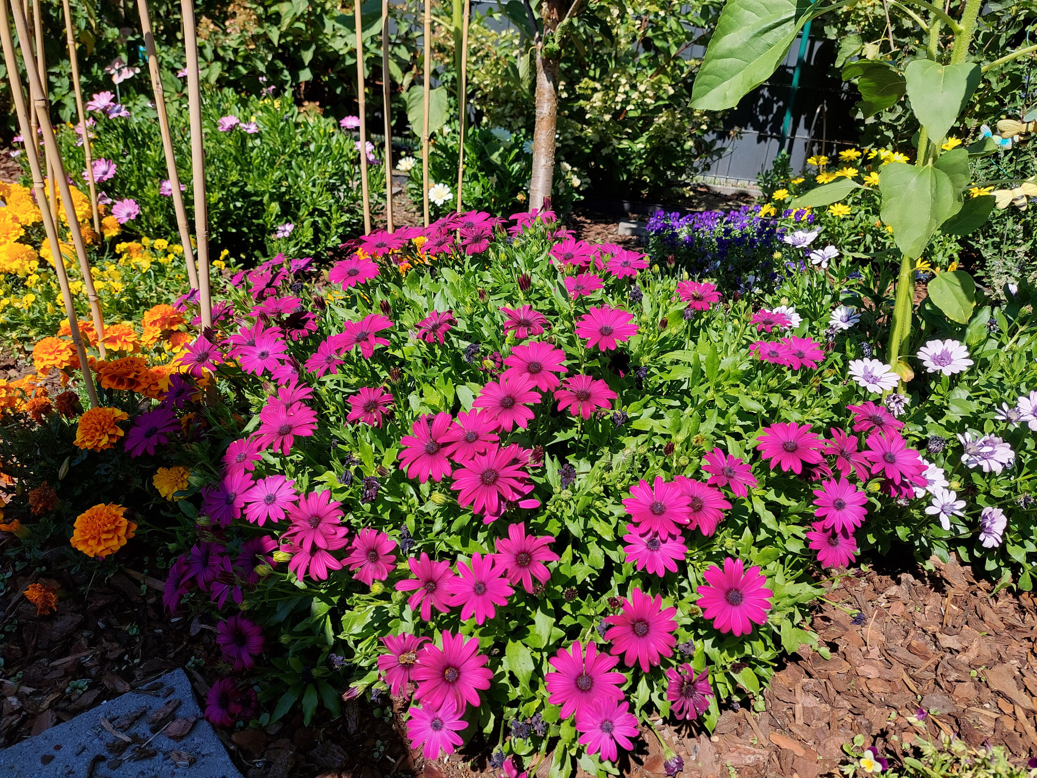Osteospermum - Kapkörbchen