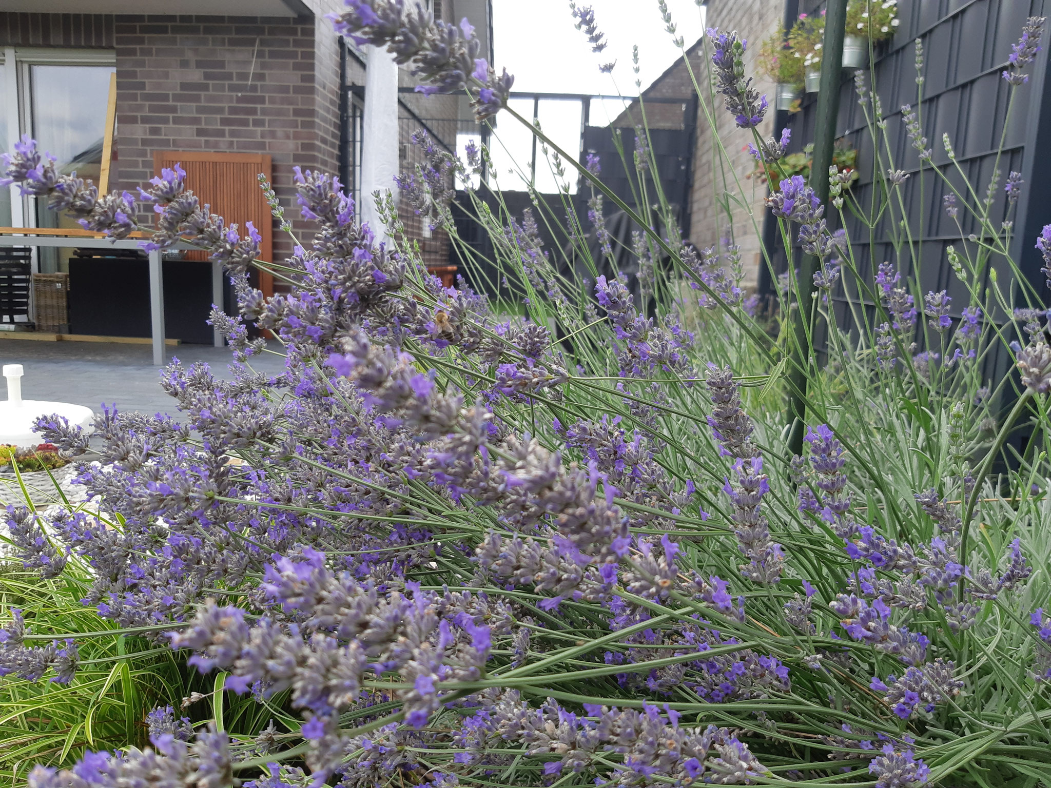 Lavendel