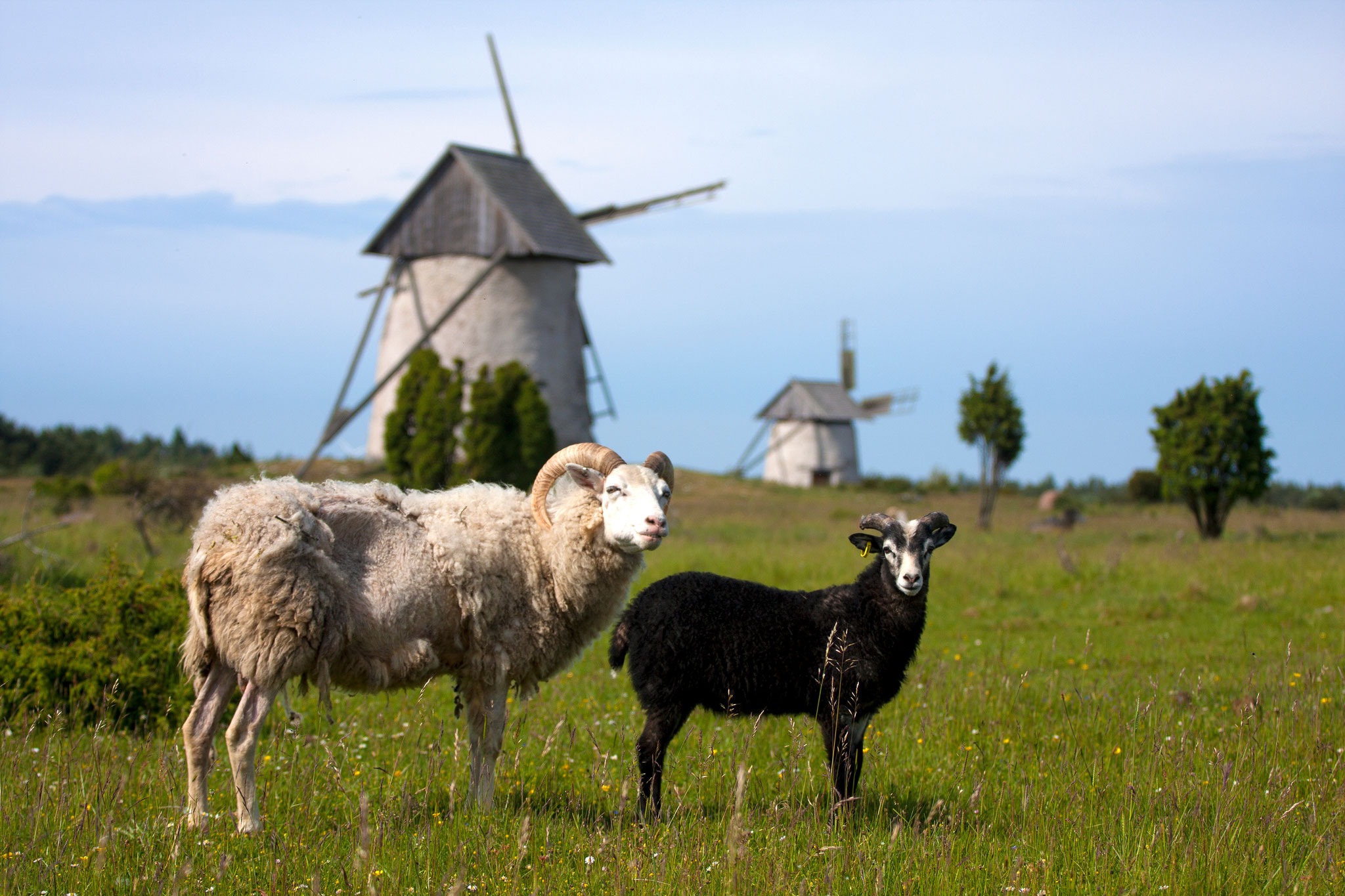 Bikepacking Schweden - Schafe vor historischen Windmühlen auf Gotland – naturverbundene Gravel- und Bikepackingreise durch Südschweden.