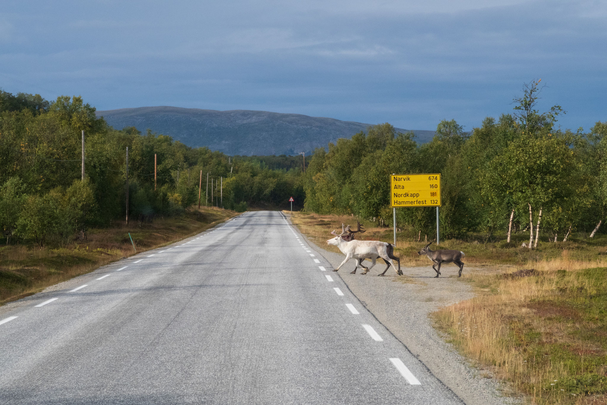 Bikepacking Norwegen - Bikepacking Norwegen Finnmark Rentiere überqueren Straße Richtung Nordkap – Naturerlebnis auf Gravelreise in Skandinavien