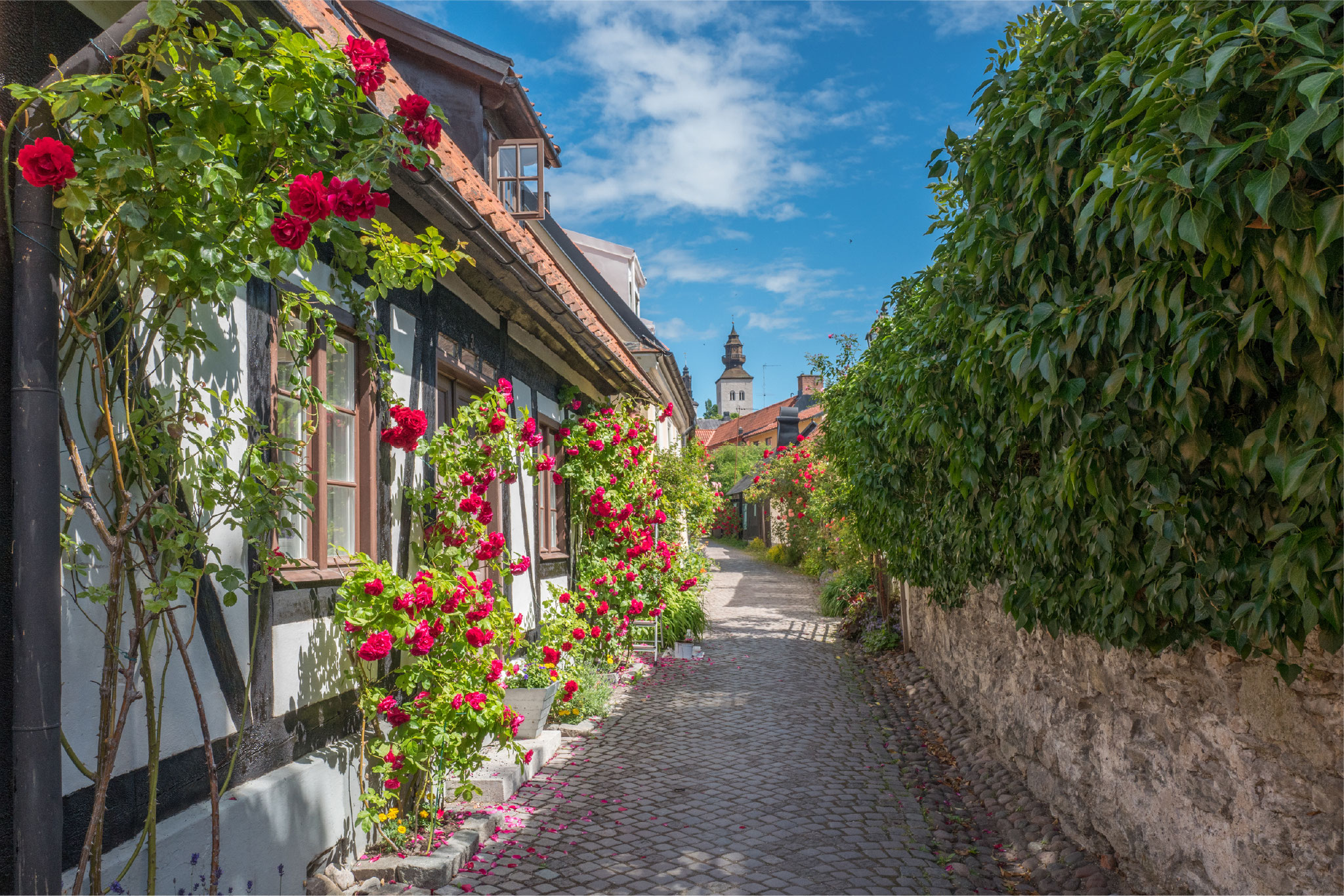 Bikepacking Schweden - Historische Gasse in Visby auf Gotland mit blühenden Rosen und Fachwerkhäusern – Etappe einer geführten Gravel- und Bikepackingreise von Stockholm nach Trondheim.