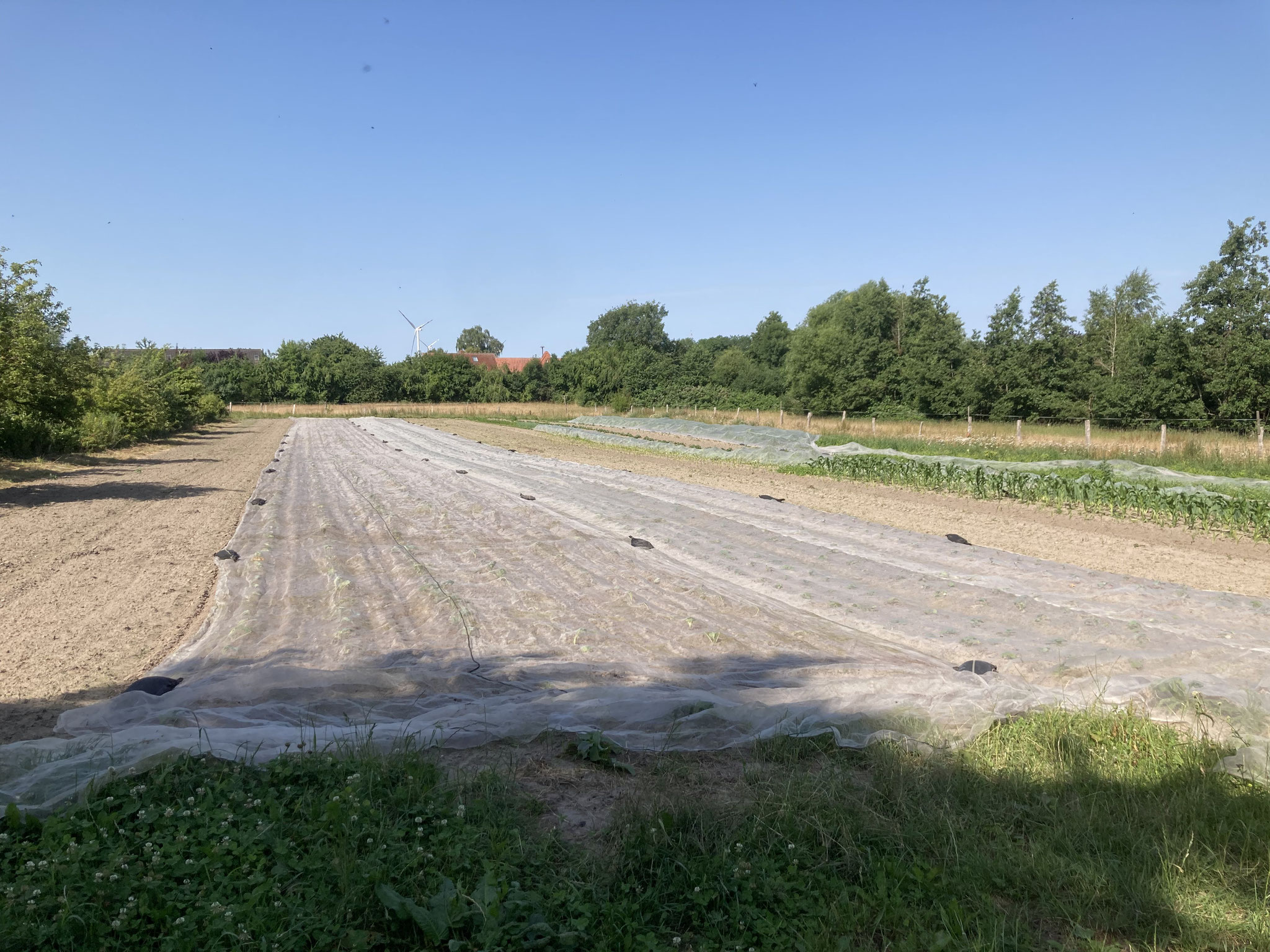 Hier verstecken sich unsere Kohlpflanzen vor Reh, Hase und Kohlweißling