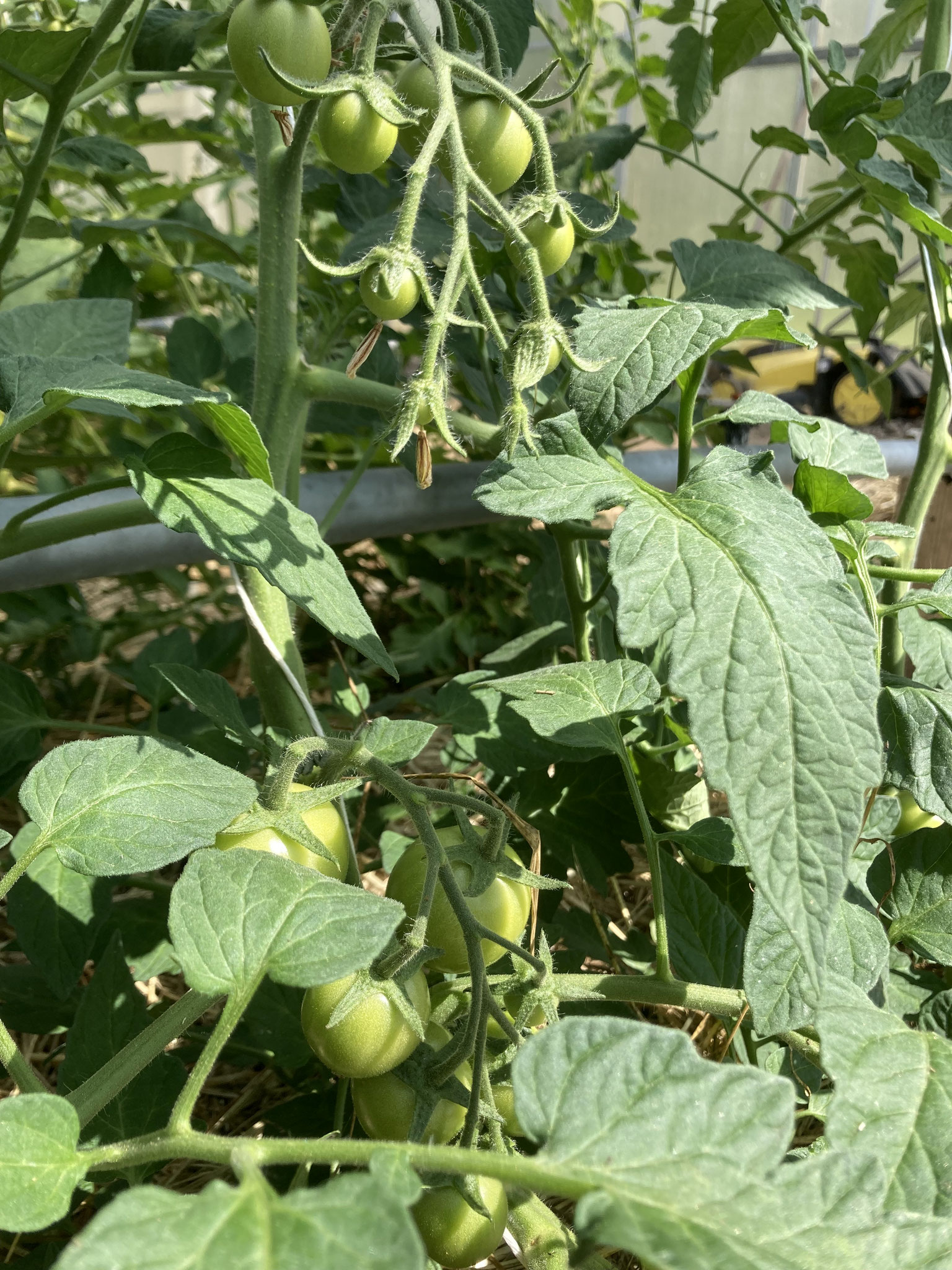 12. Juni. Die Früchte wachsen.