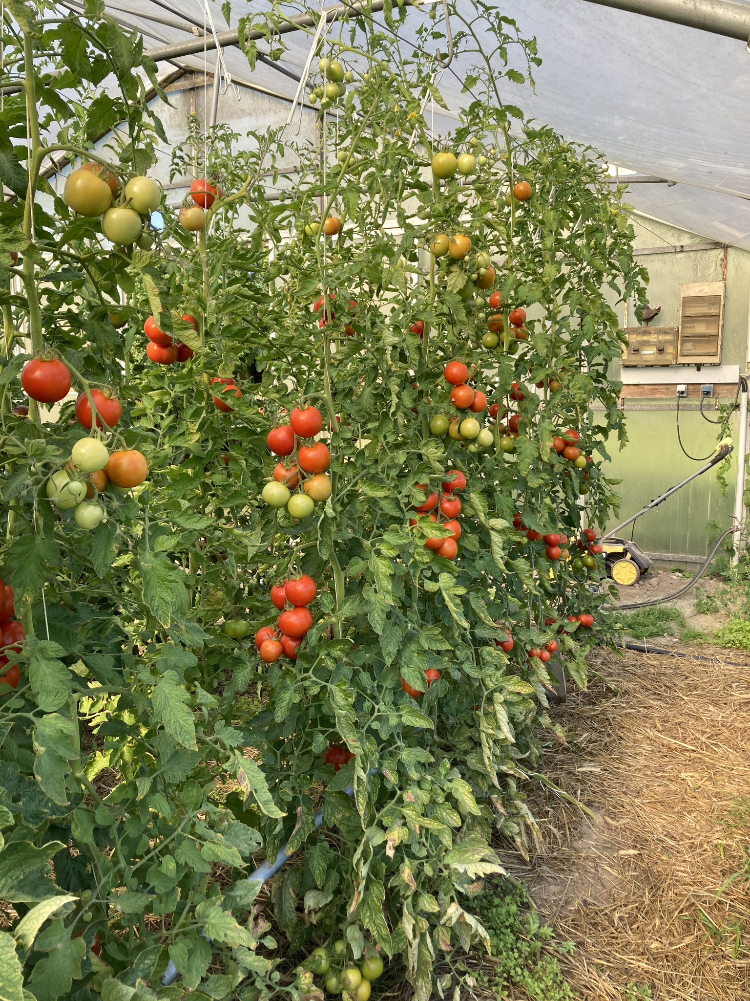20. August. Die Pflanzen geben nun alles für die Fruchtreife.
