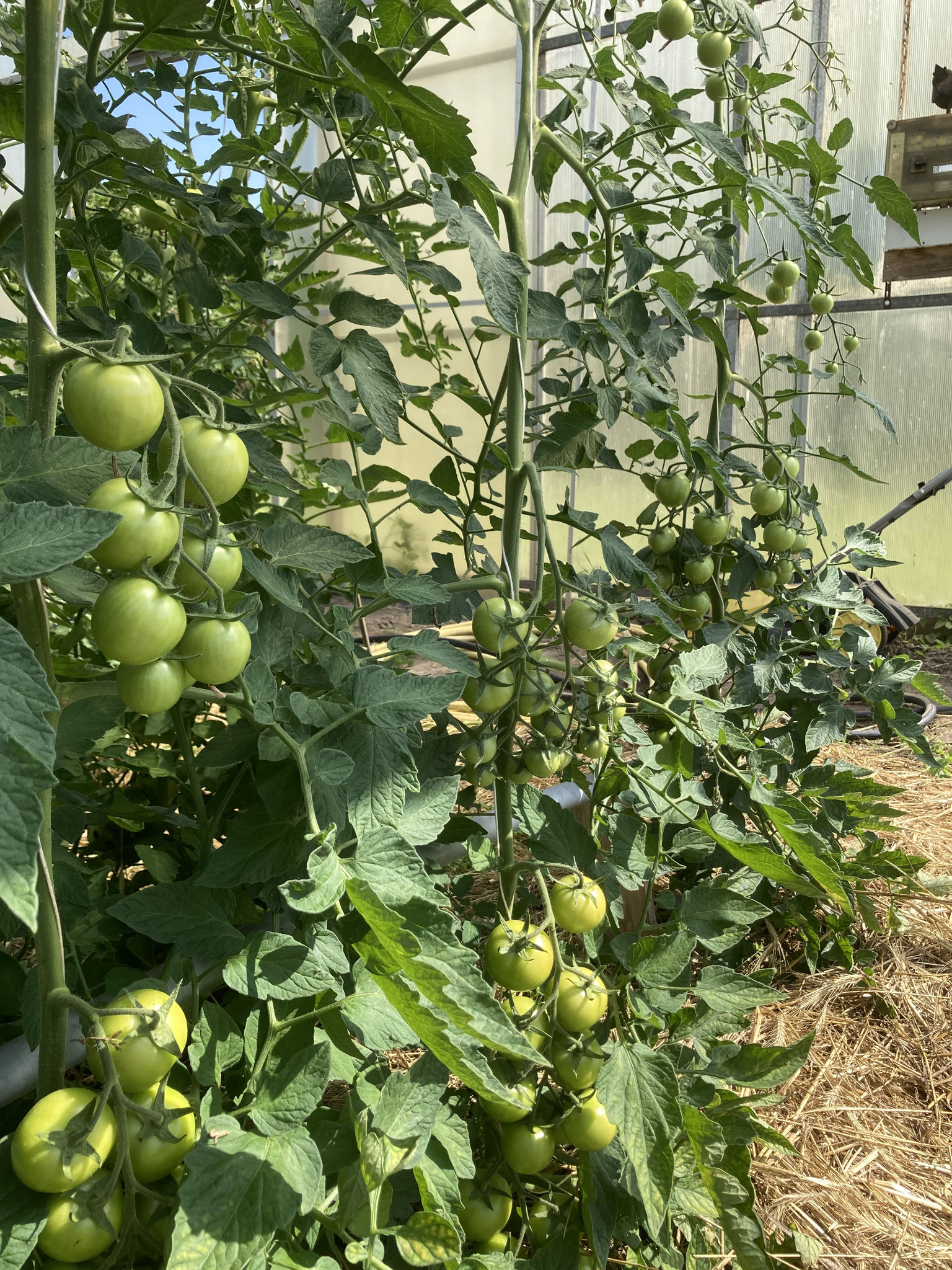 Wir warten auf die ersten reifen Tomaten, noch dauert es...