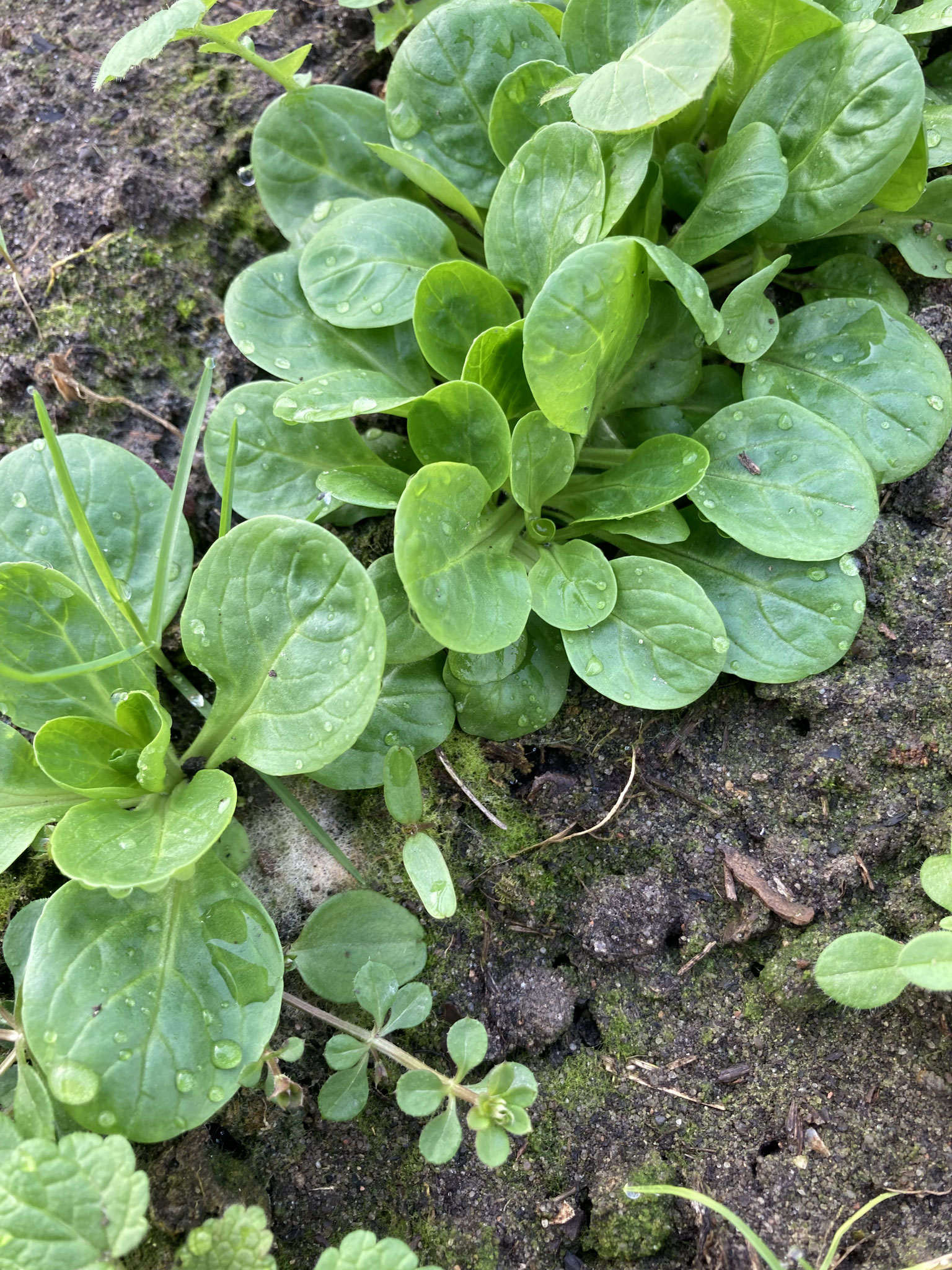 Der Feldsalat
