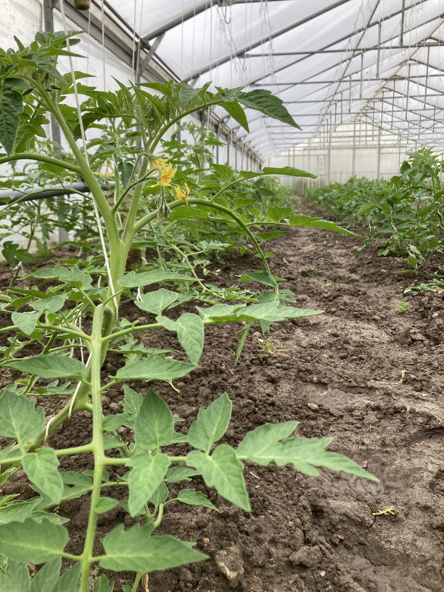 Mitte Mai wurden die normalfrüchtigen Tomaten gepflanzt.