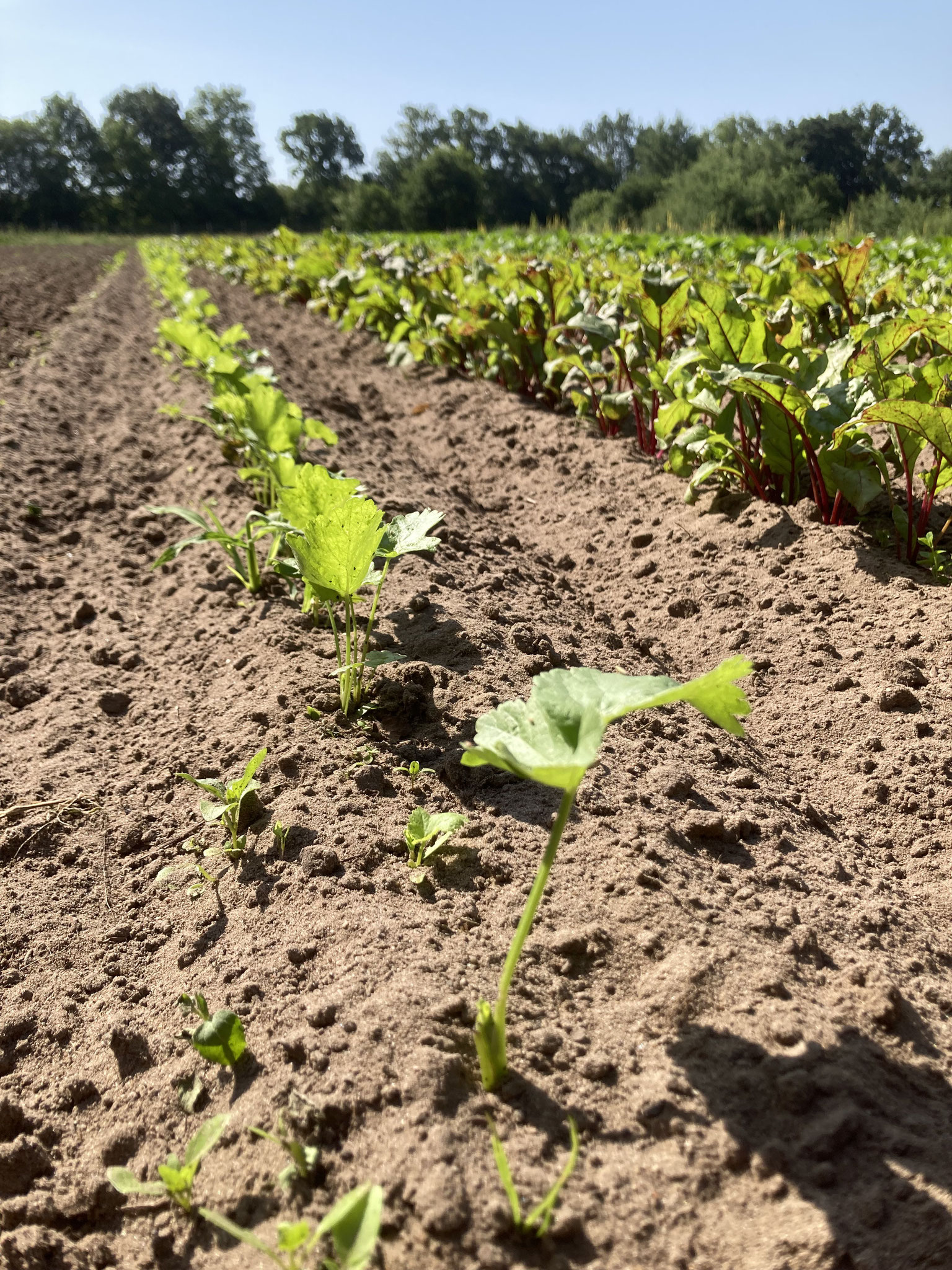 Eine Reihe junge Pastinake neben der roten Bete