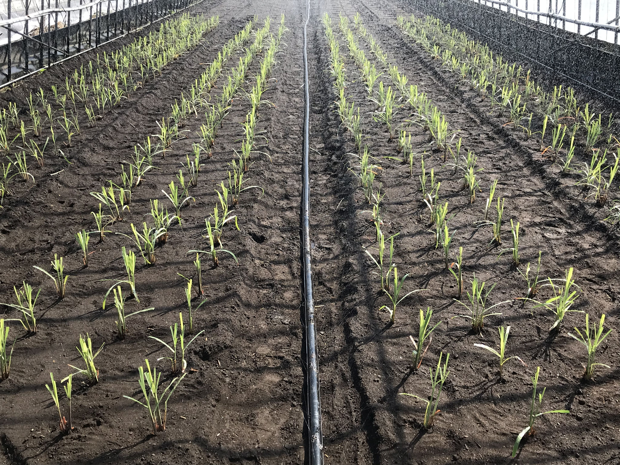 土耕栽培 - takahiko-agro-business ページ！