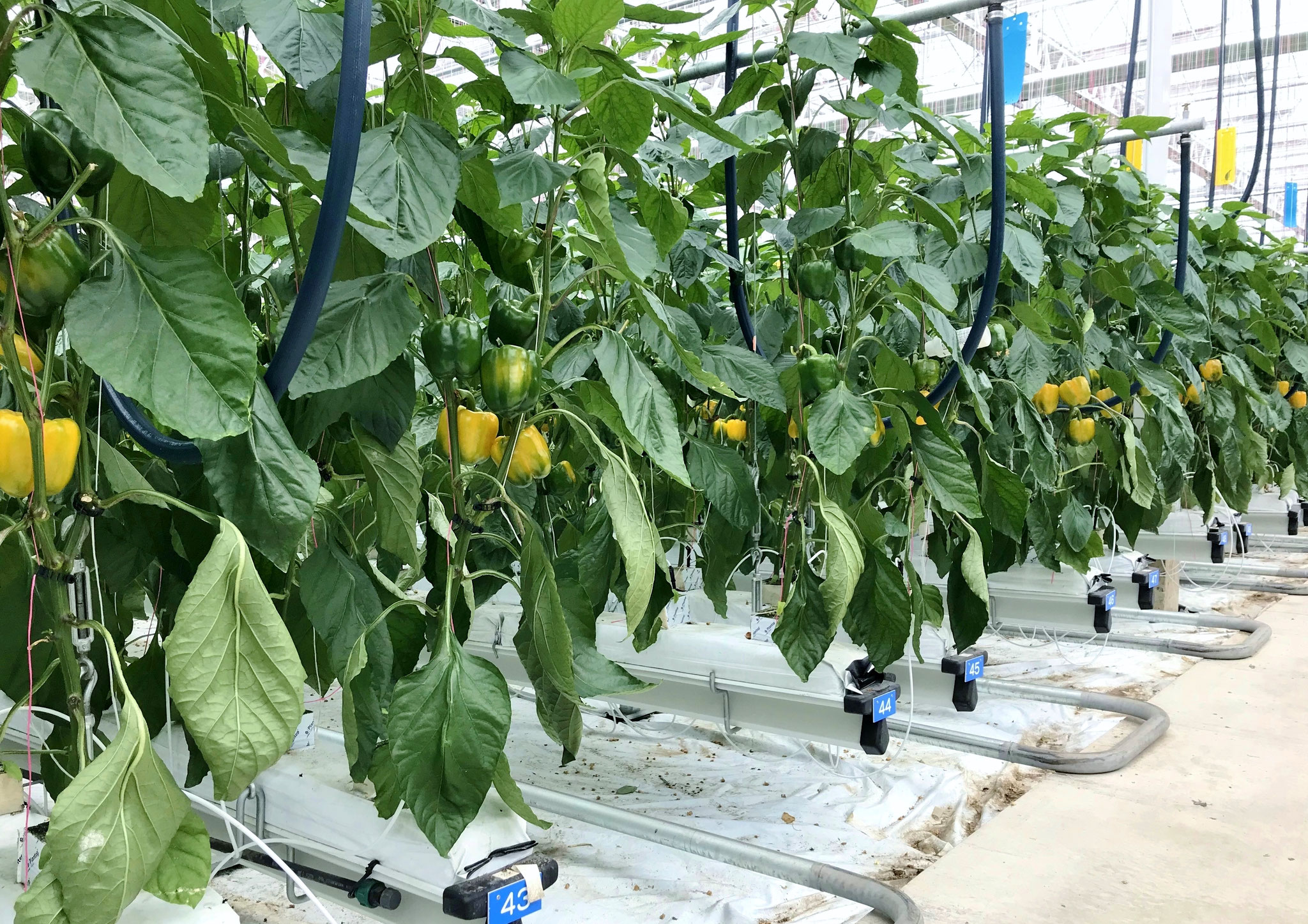 生産物紹介 Takahiko Agro Business ページ