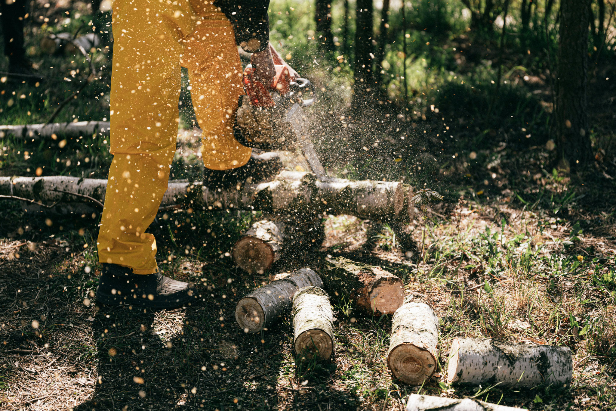 Close-up of a Stihl chainsaw cutting through a silver birch log.