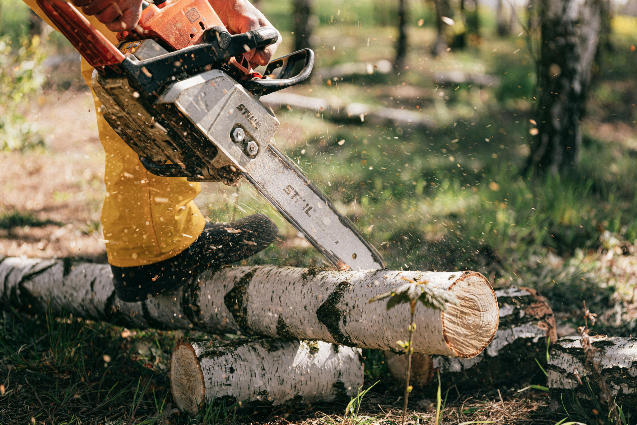 Close-up of a Stihl chainsaw cutting through a silver birch log.