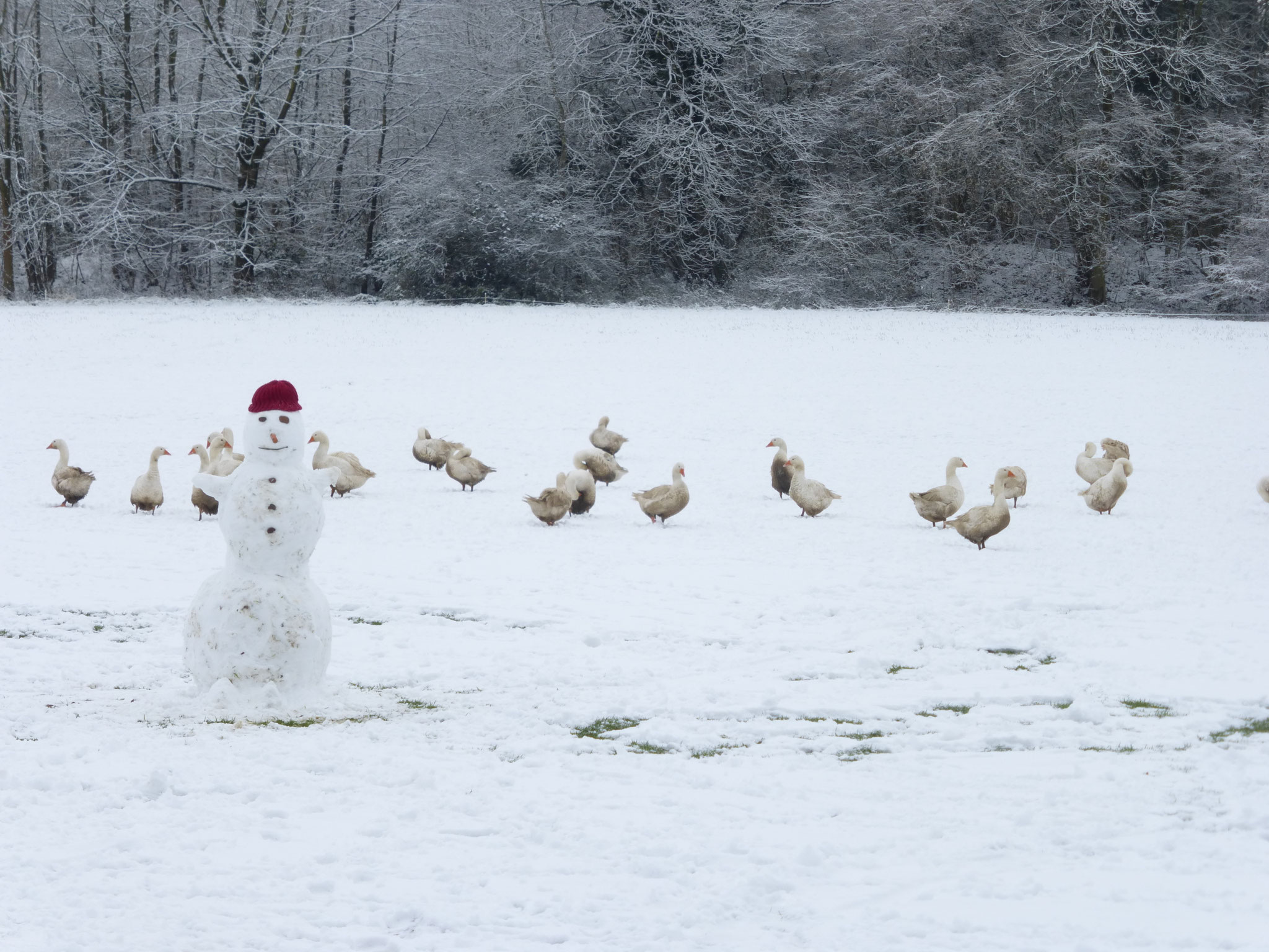Gänseschar im Schnee