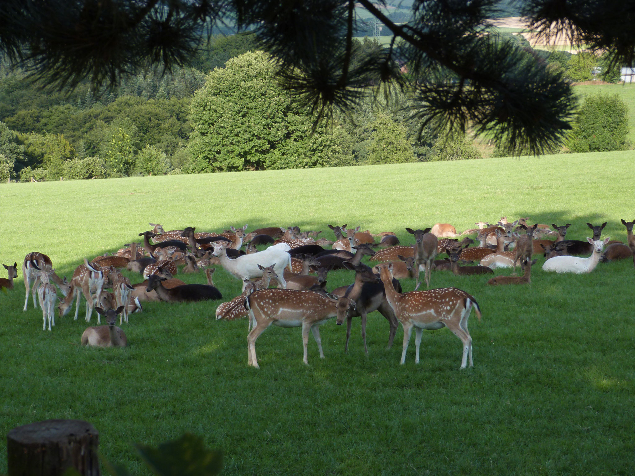 Damwildherde