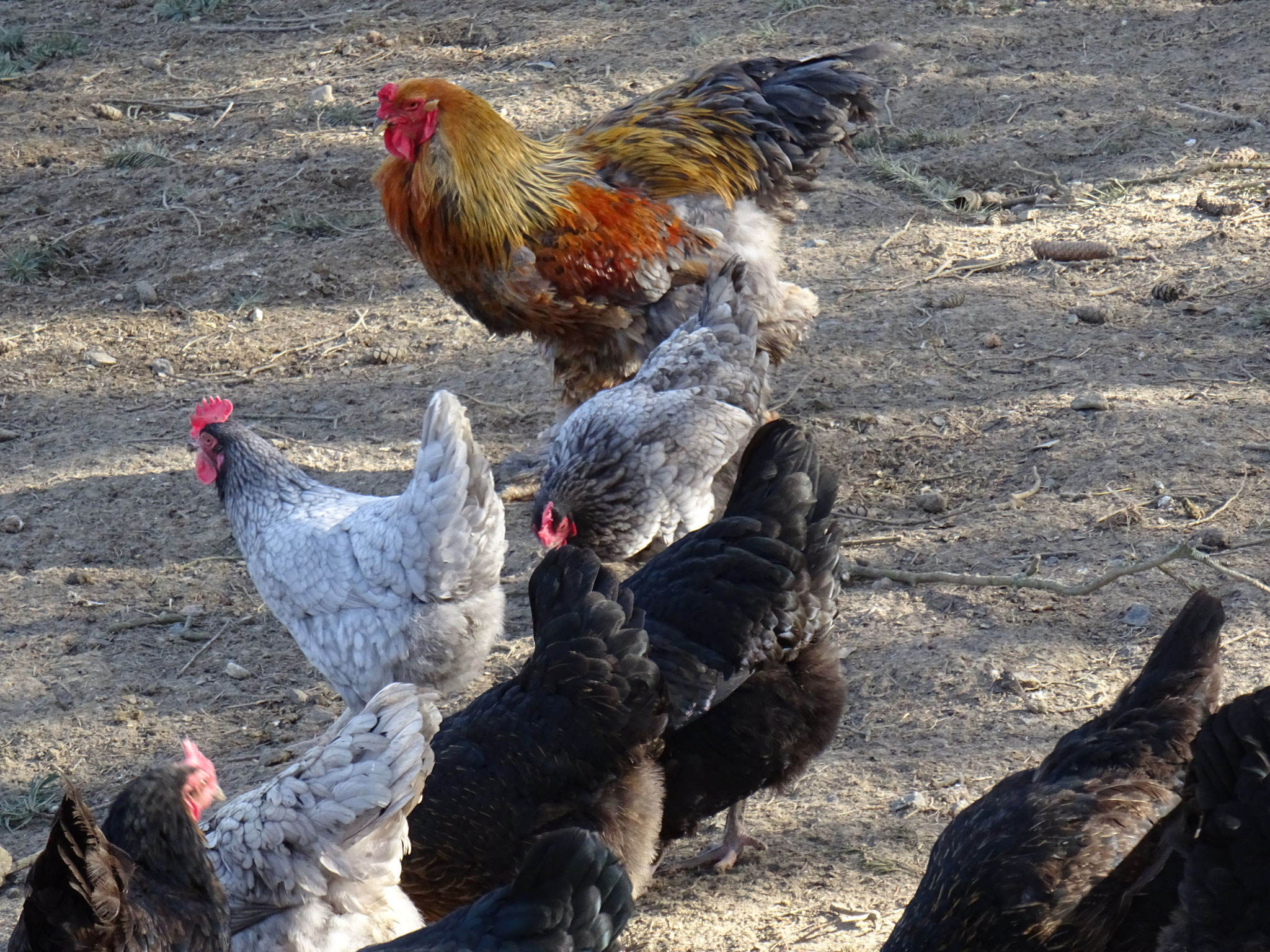 Brahma Hahn mit Hühnern