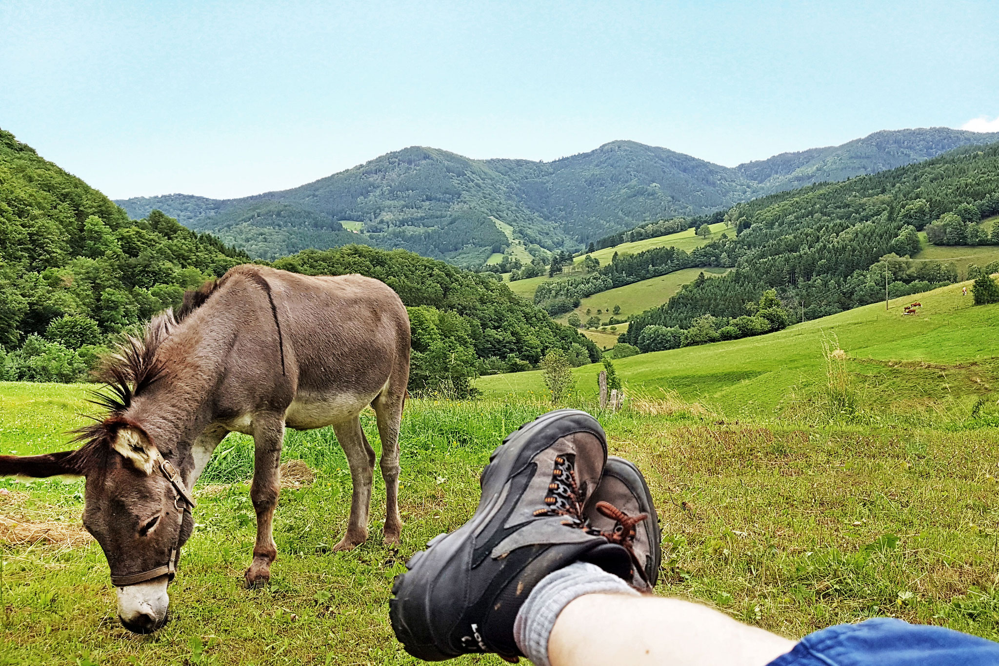 foto verbessern wanderschuhe mit esel und berge ohne zaun nachher