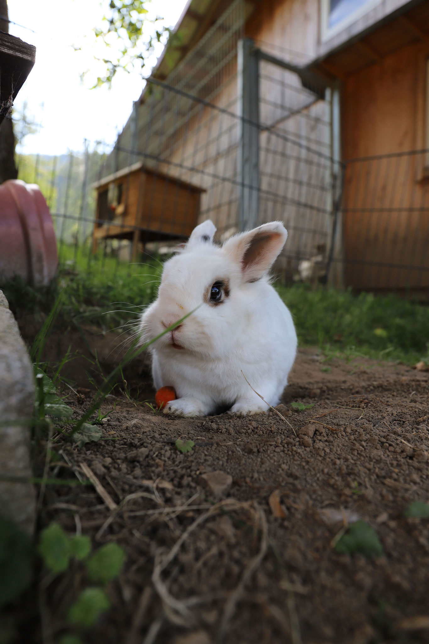 foto verbessern dunkles kaninchen mit dunklen stellen am maul vorher