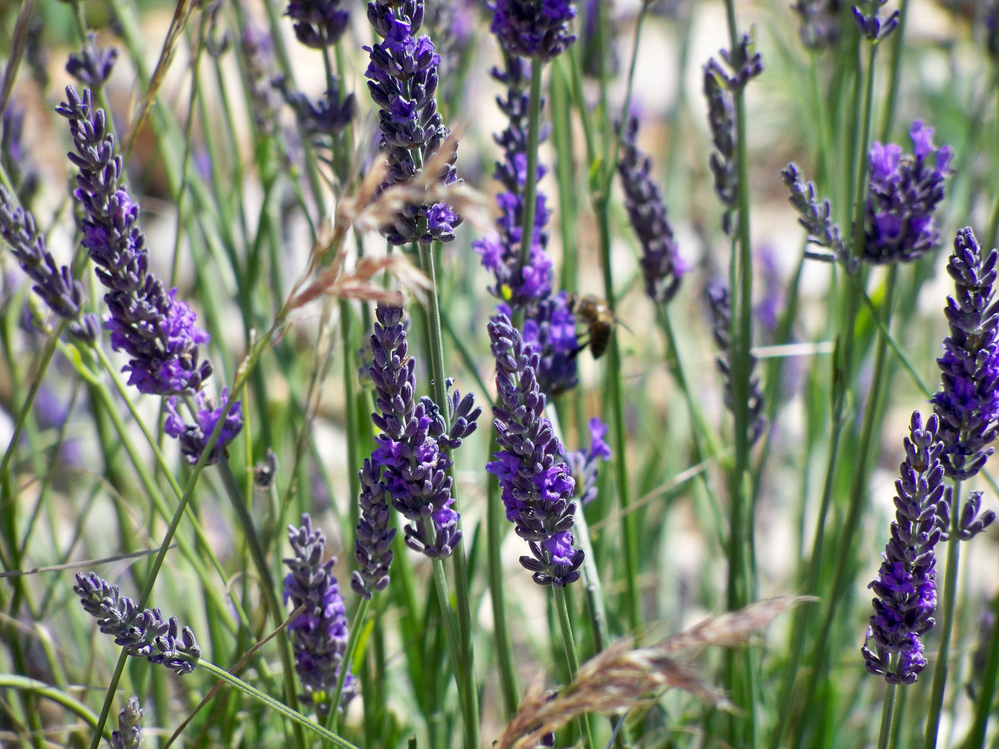 Lavande - Lavandula angustifolia - Lamiaceae