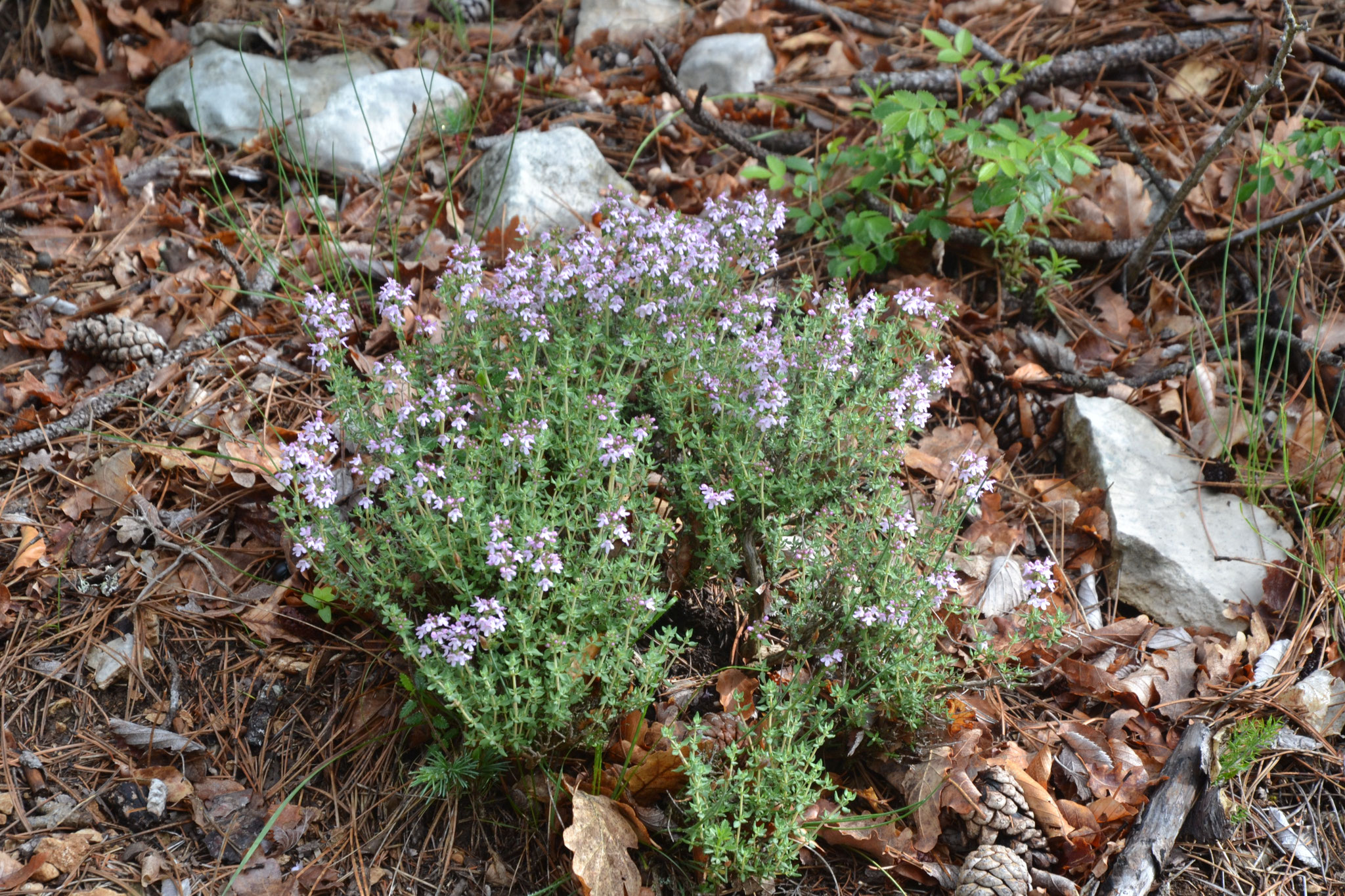 Thym - Thymus vulgaris - Lamiaceae