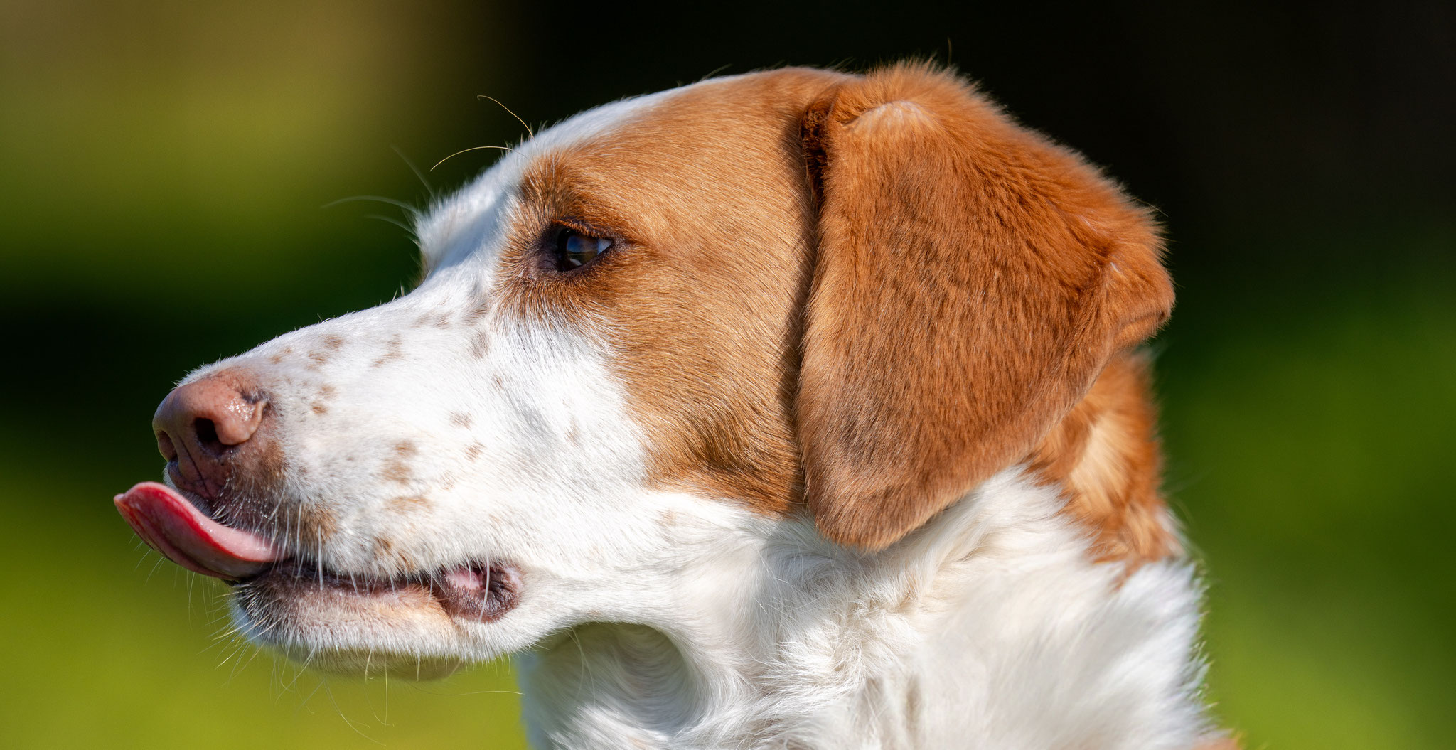 Greta, mein Hund. 