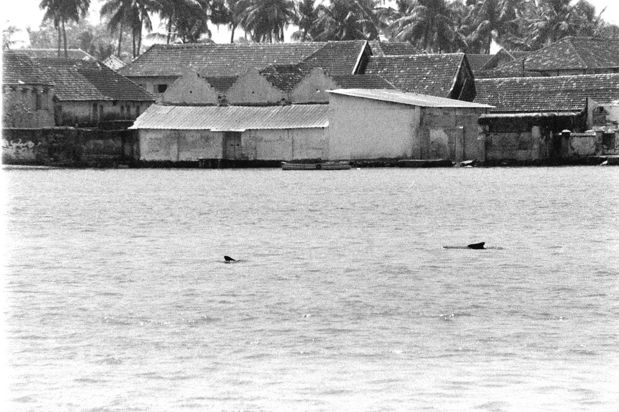 25/2/90: 0: Cochin dolphins and views of Fort Cochin