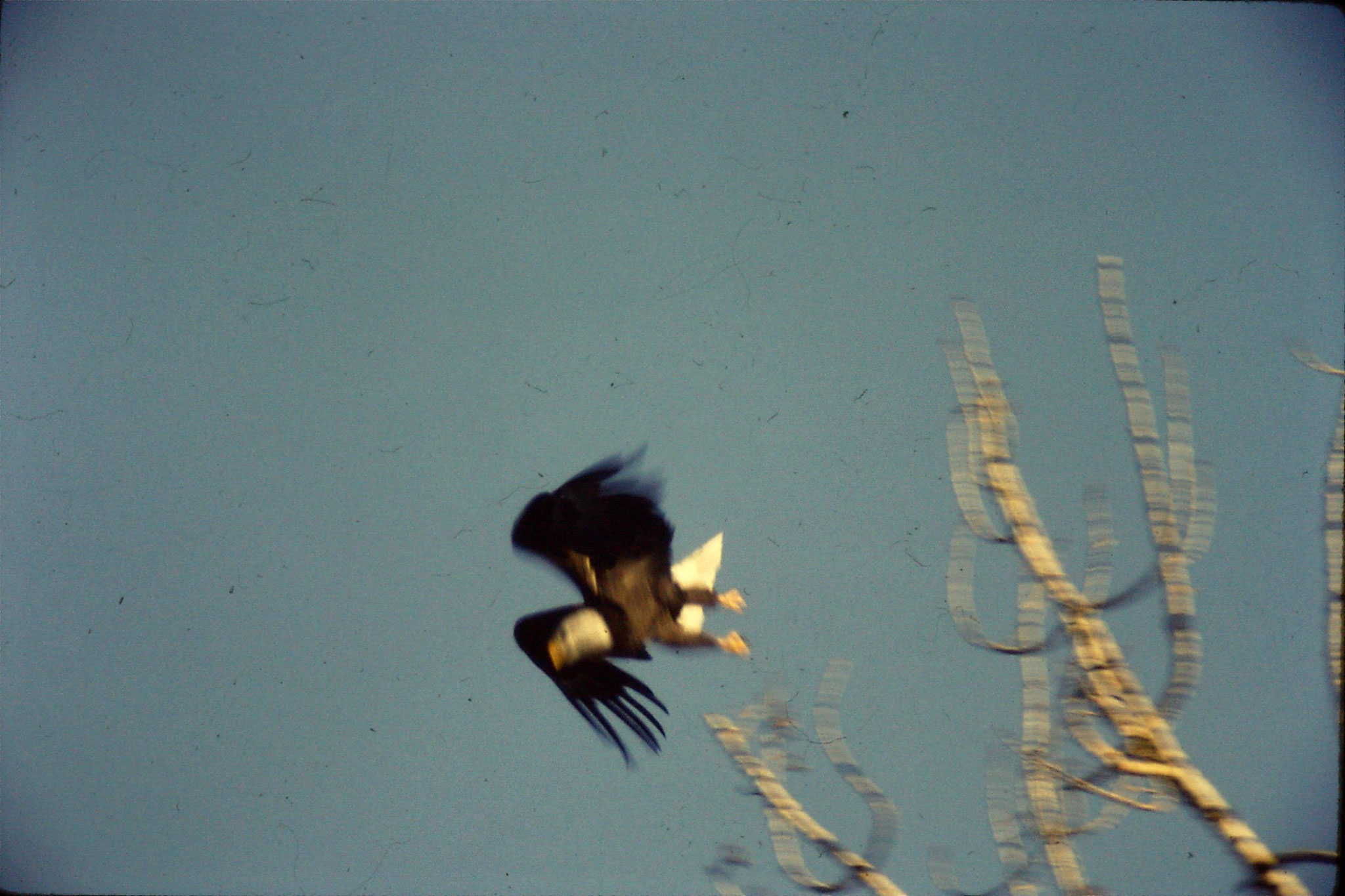 23/1/1991: 21: bald eagles