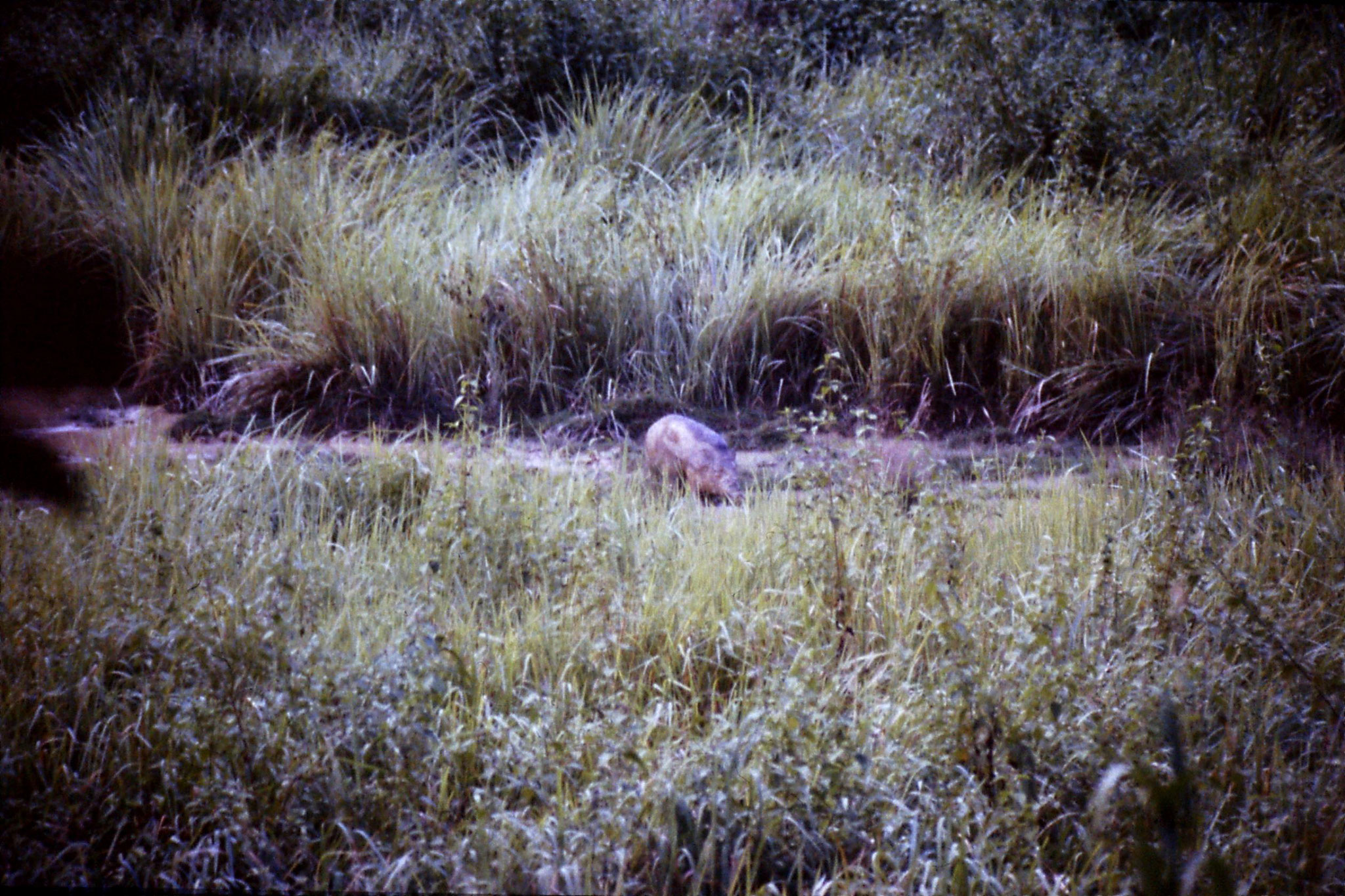 22/6/1990: 32: Tamen Negara wild boar at salt lick