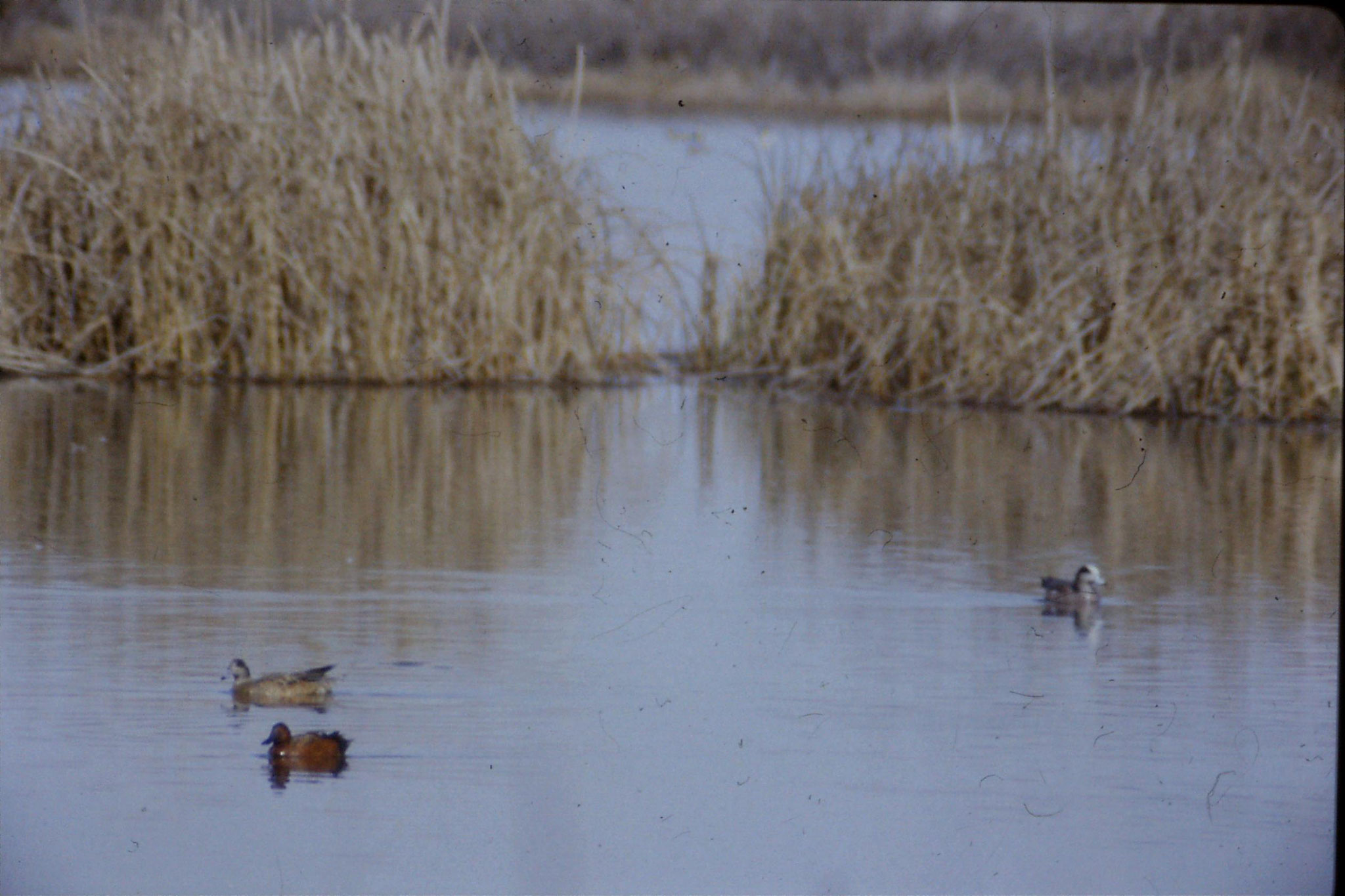 15/2/1991: 4: Sacramento NWR, Cinnamon Teal