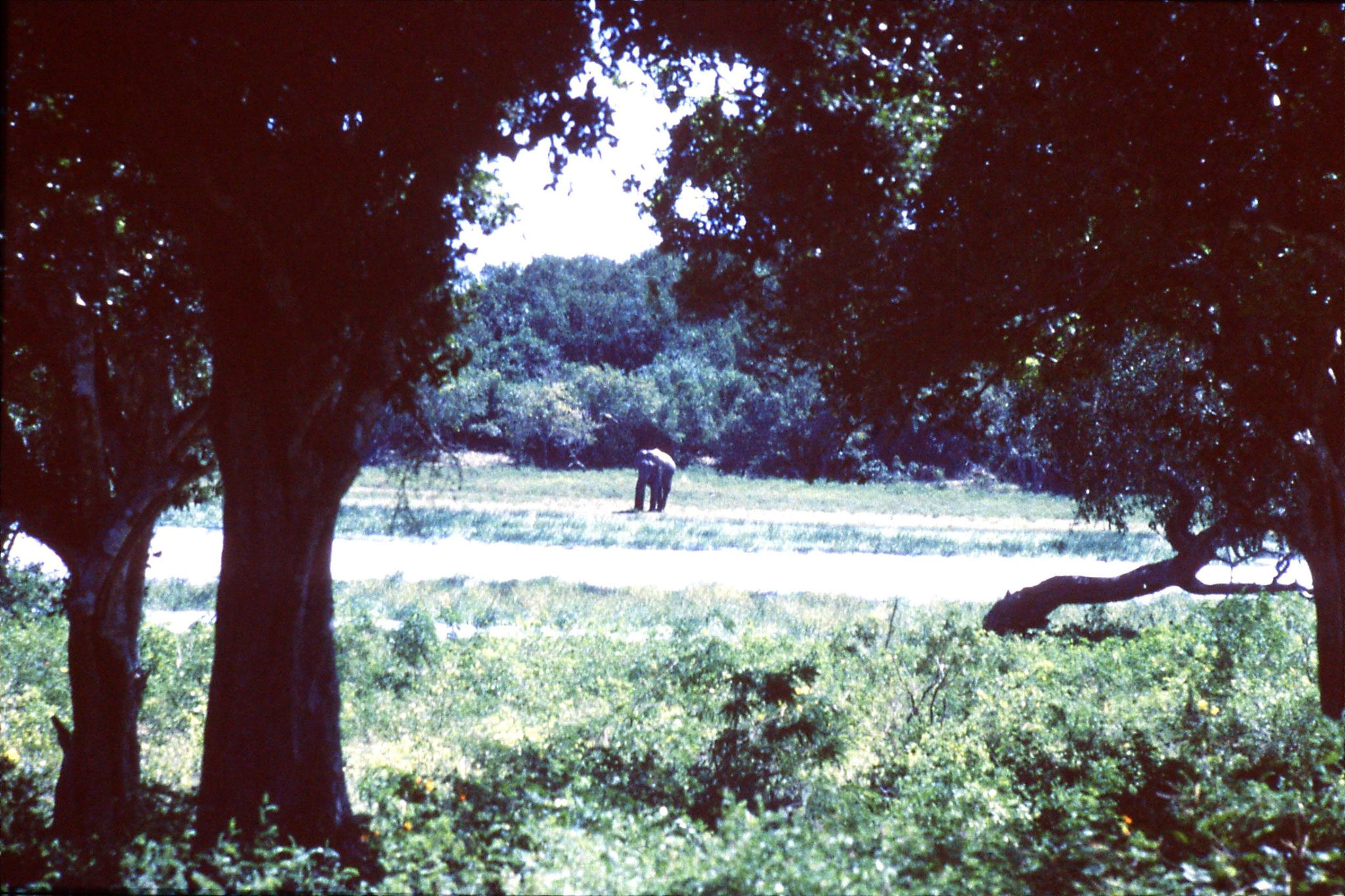 27/1/1989: 20: Yala National Park