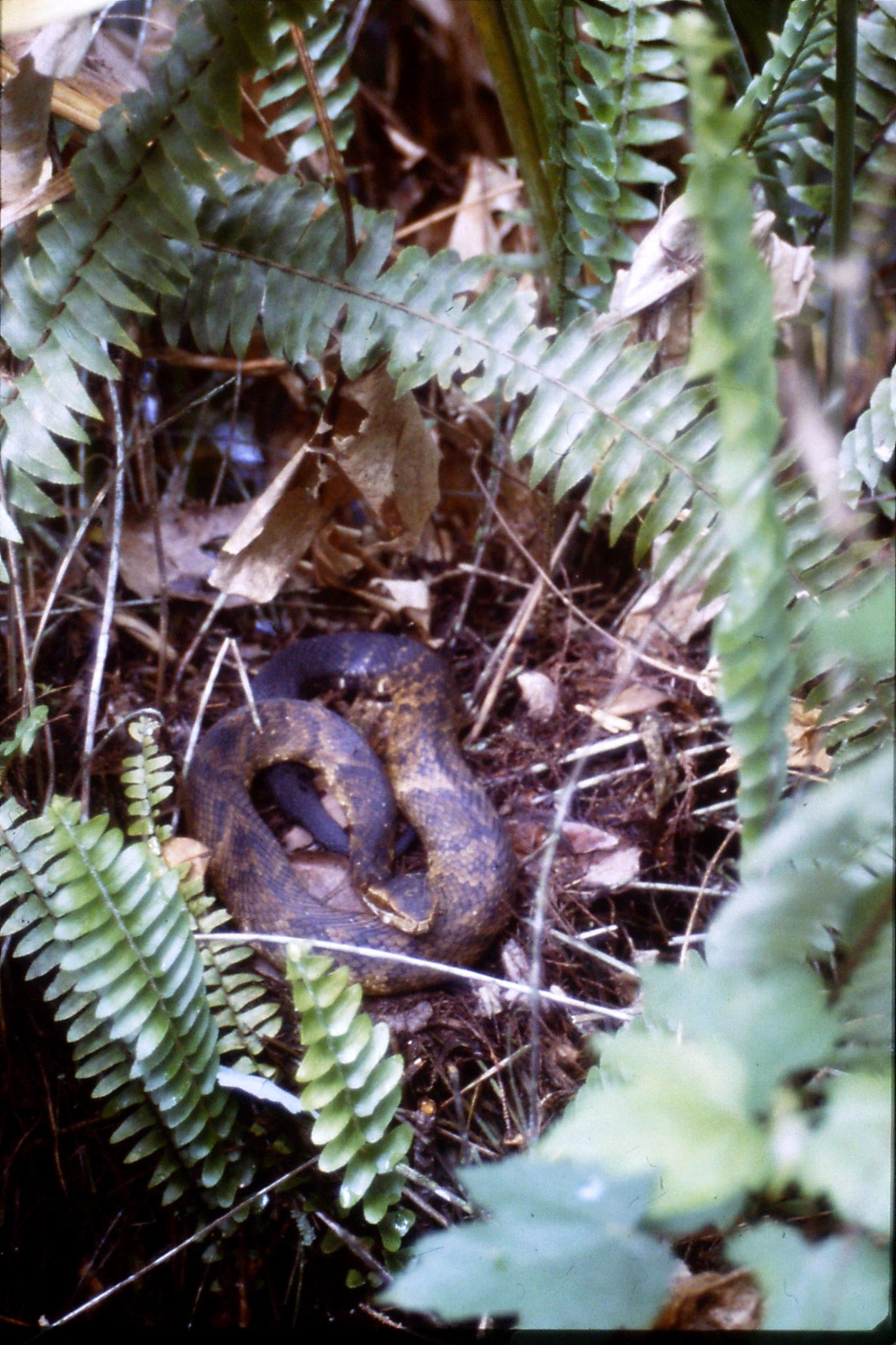 25/2/1991: 12: Corkscrew Swamp snake