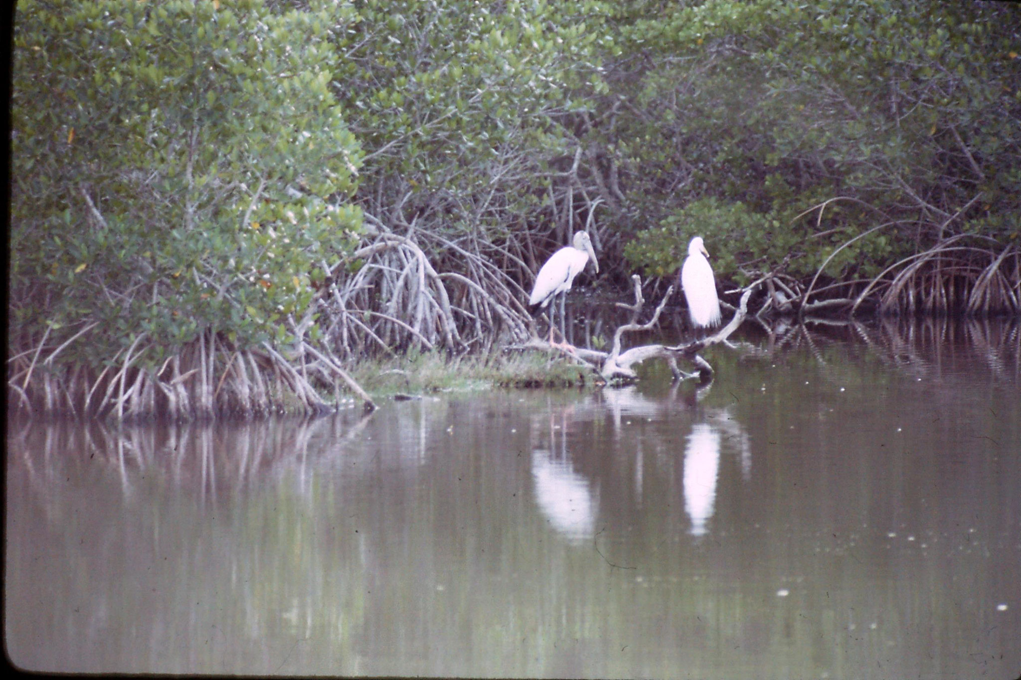 5/1/1991: 26: woodstork and great egret