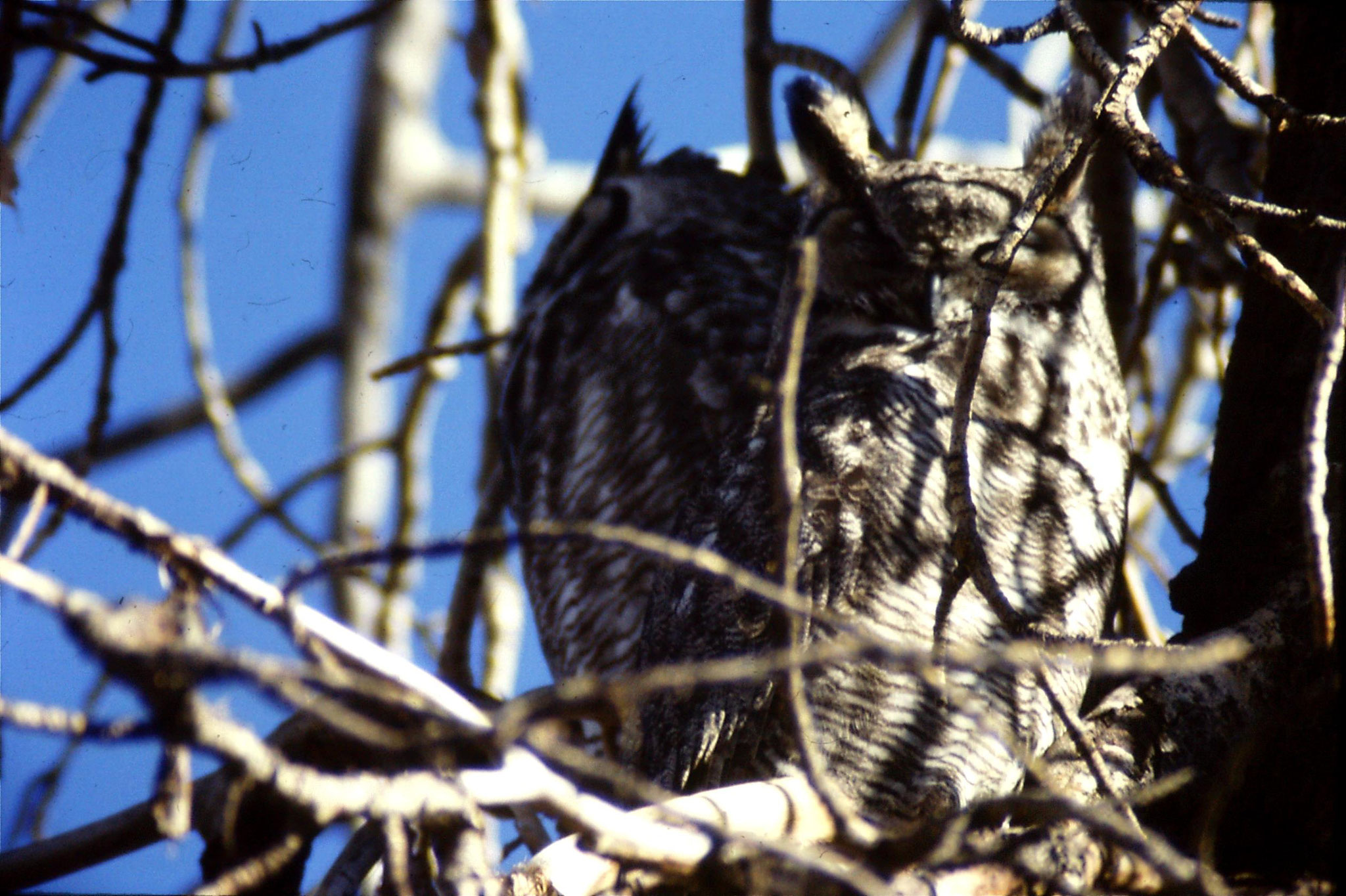 23/1/1991: 24: Gt Horned owls