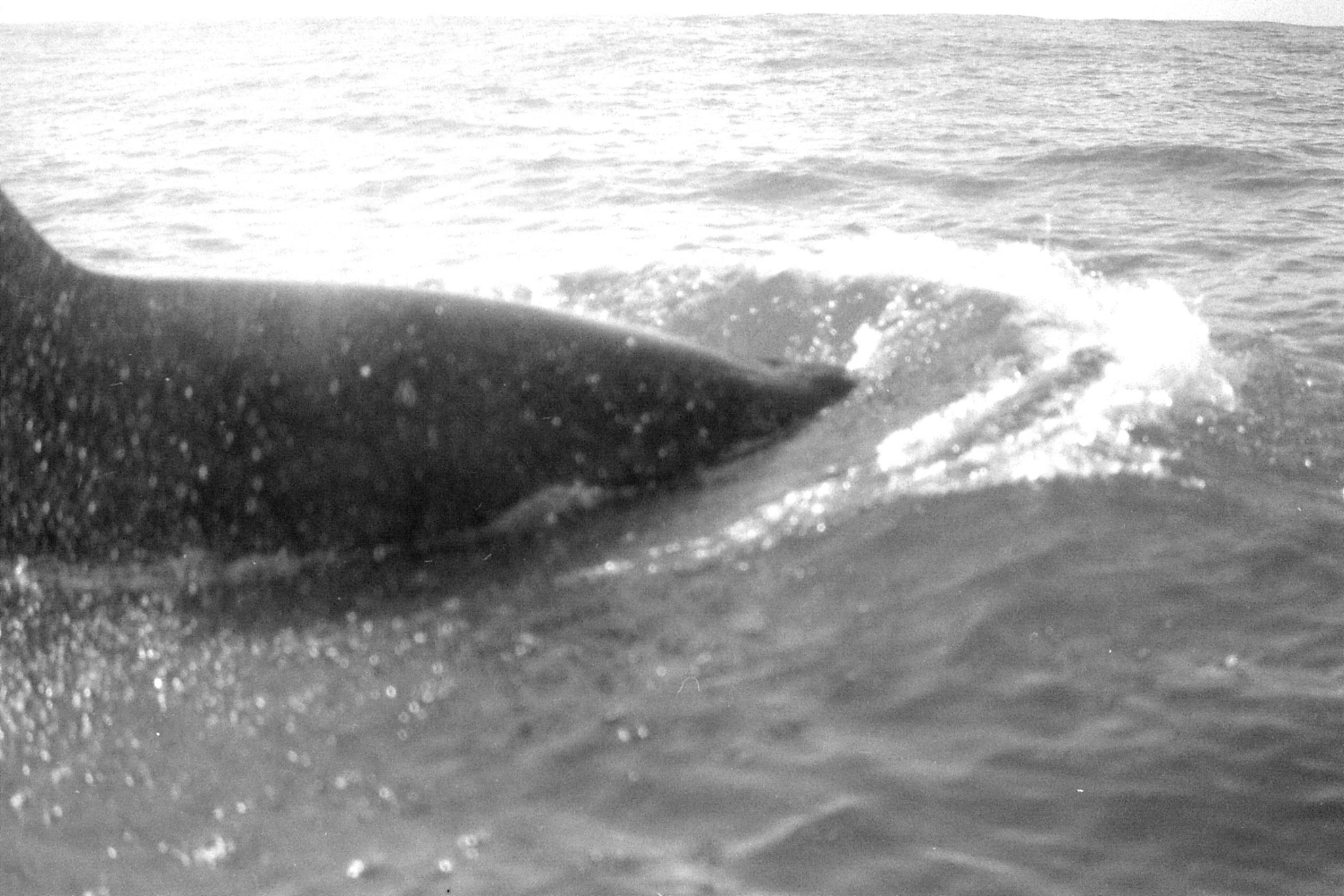 9/8/1990: 14:Kaikoura: killer whale