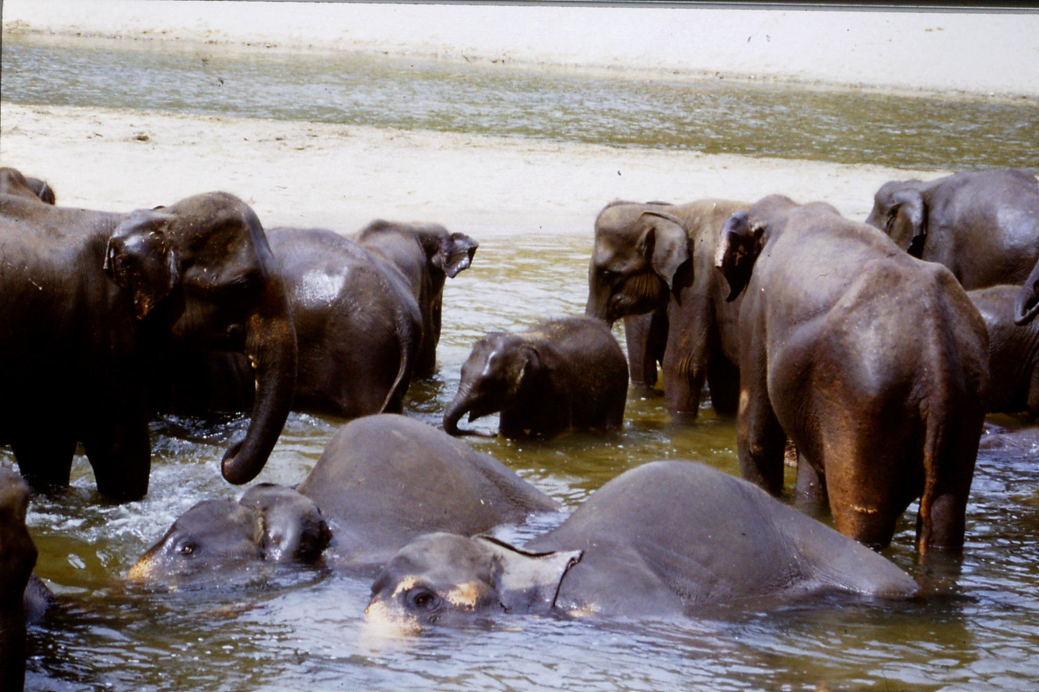 103/13: 10/2/1990 Kegalla elephany orphanage