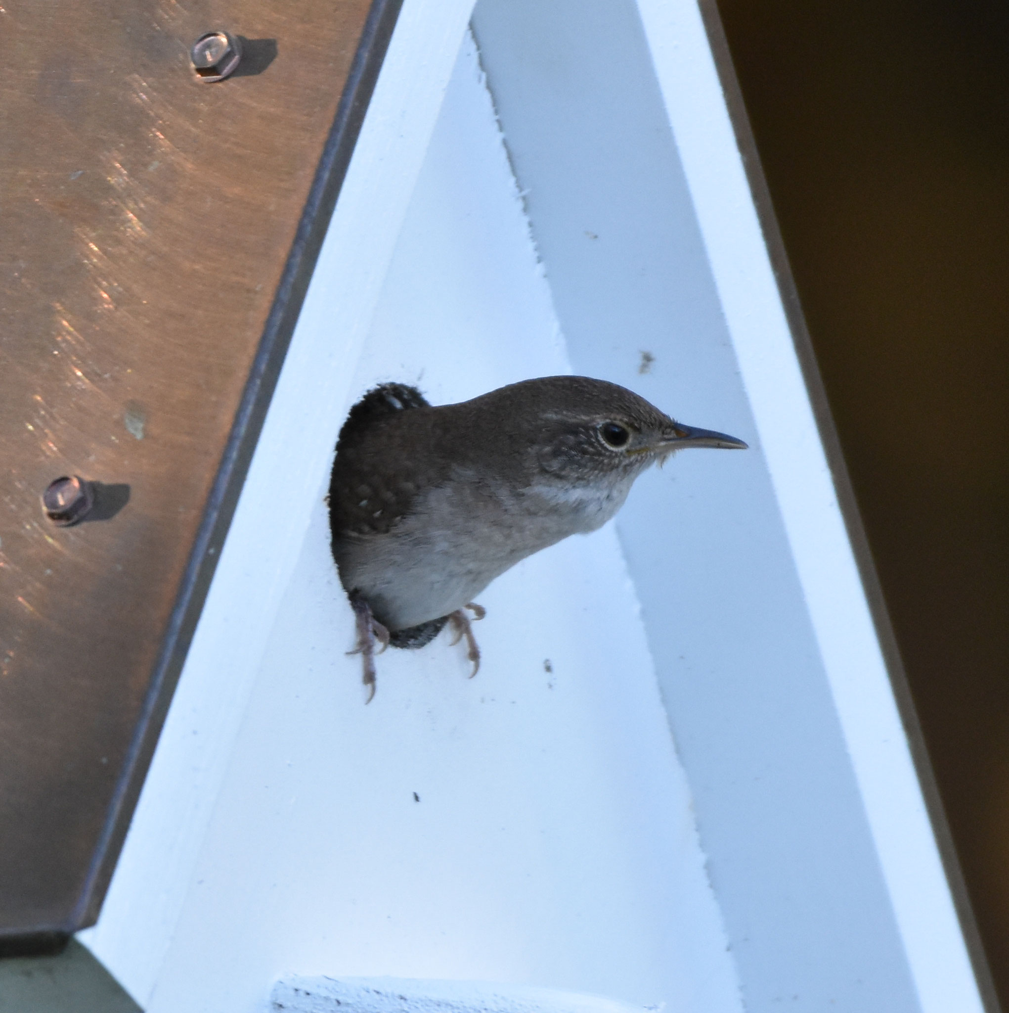 House Wren