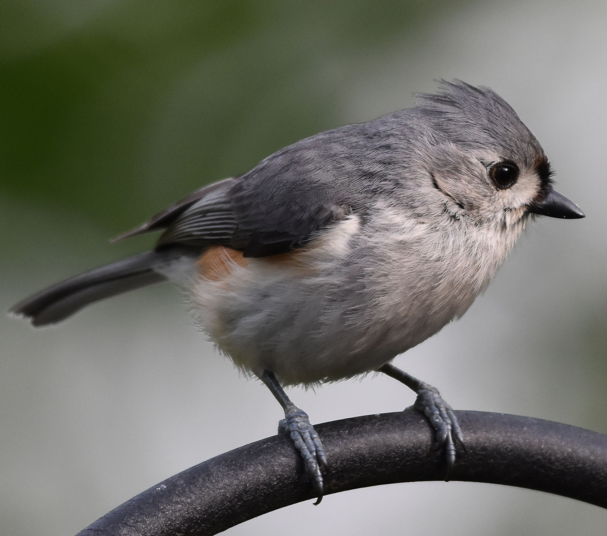 Tufted Titmouse