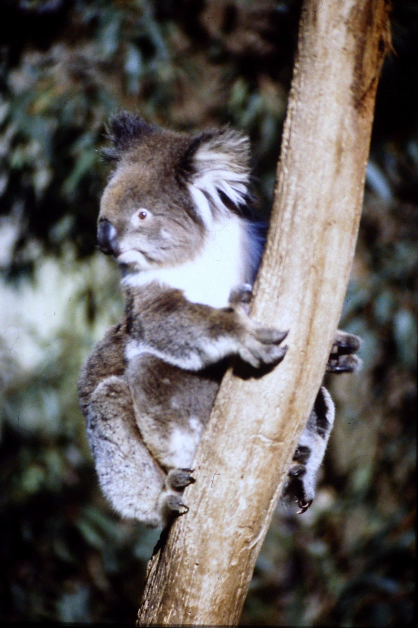 4/10/1990: 24: Healesville  Sanctuary, koalas