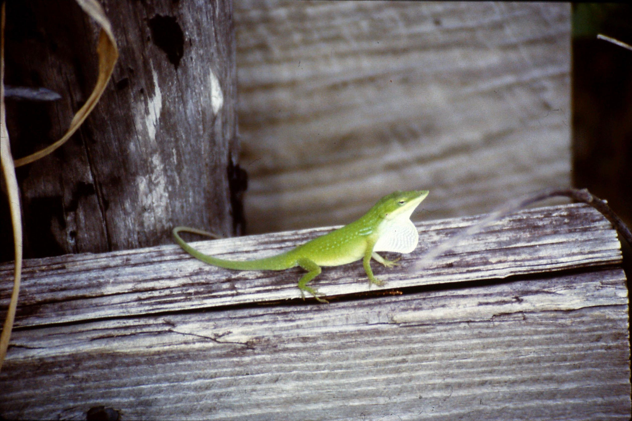 25/2/1991: 9: Corkscrew Swamp green anole lizard