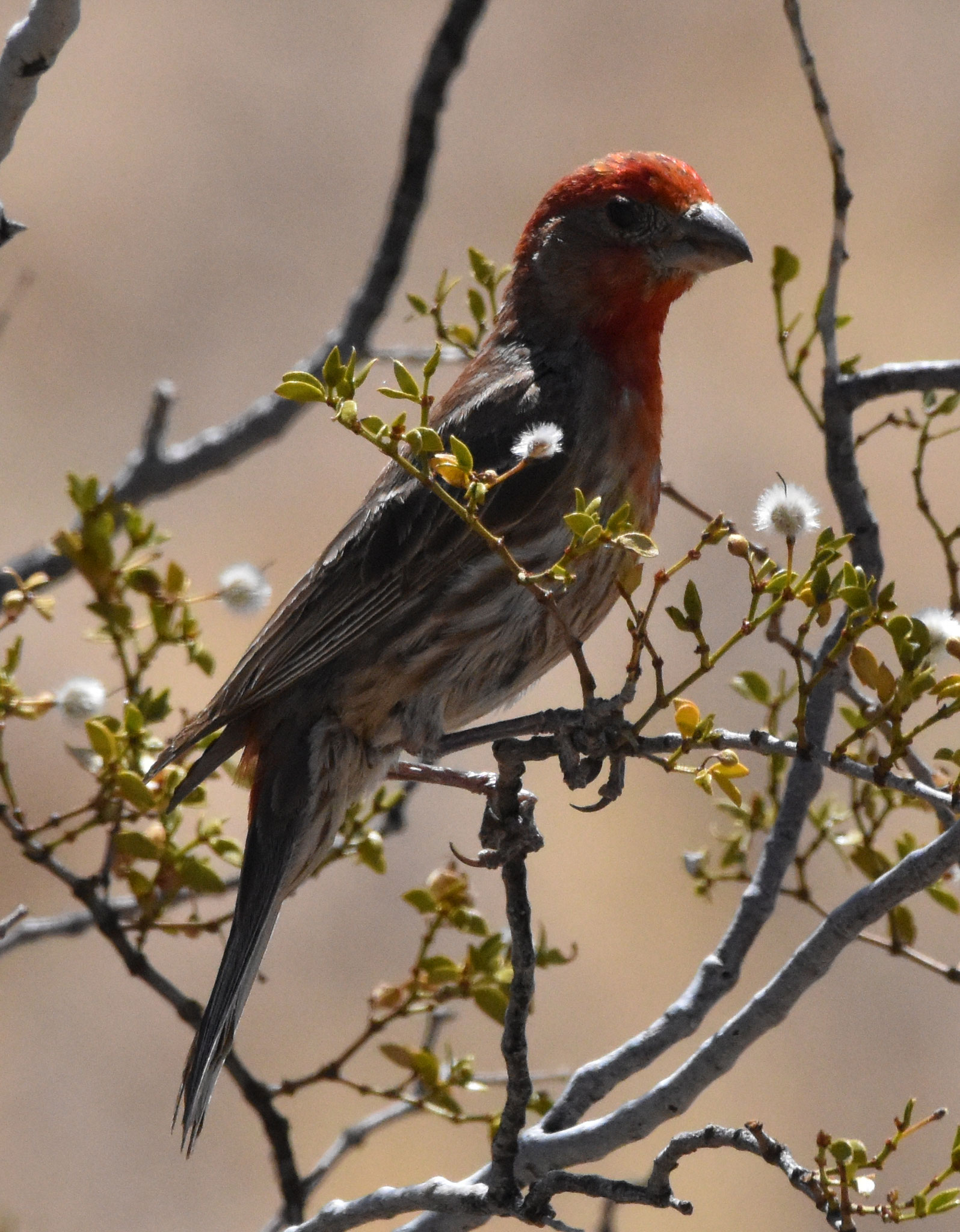 House Finch